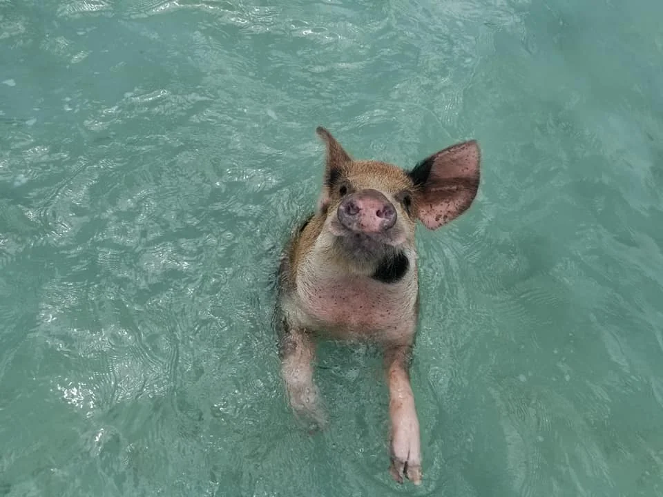 Swimming Pigs