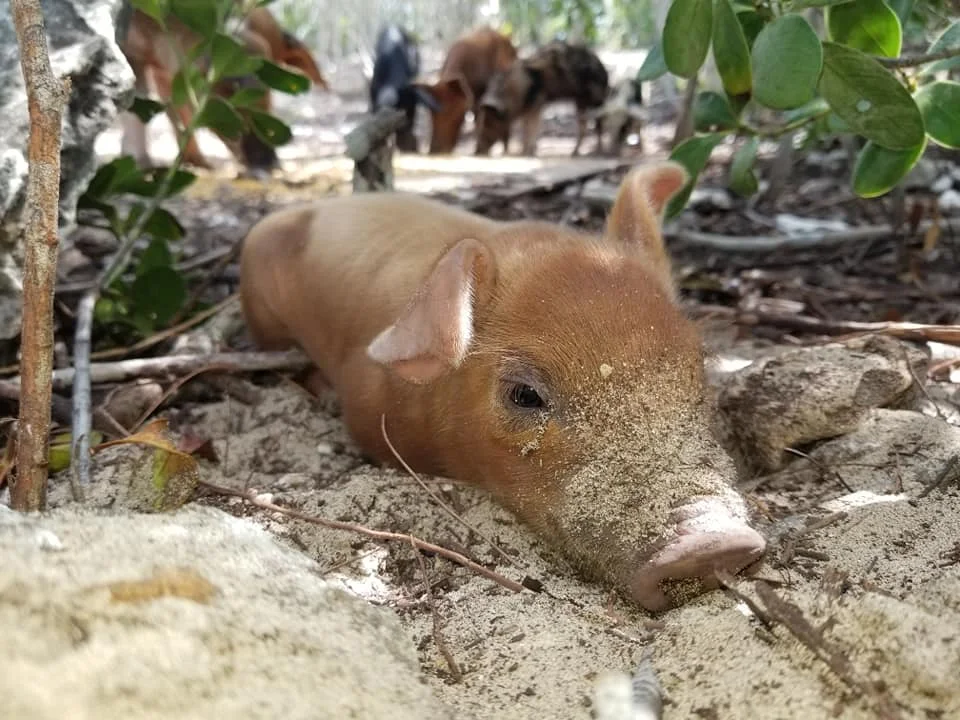 SWF pig island 5 piggie.jpg