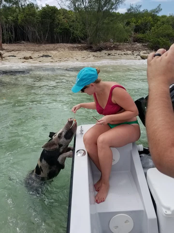 SWF pig island .jpg