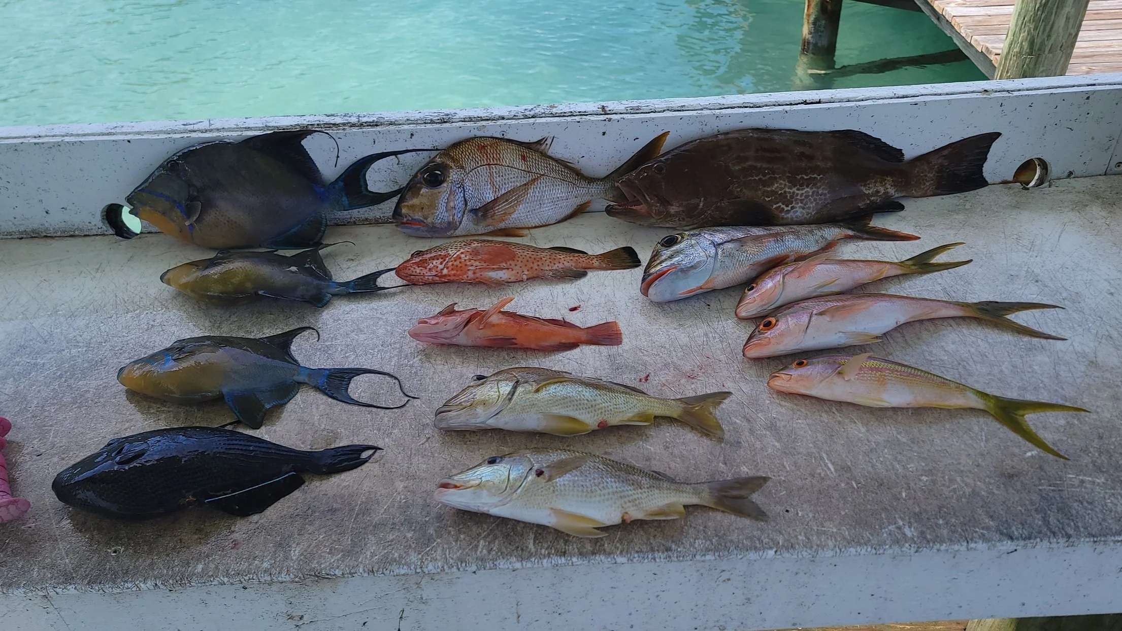 Bahamas Edible Fish Species