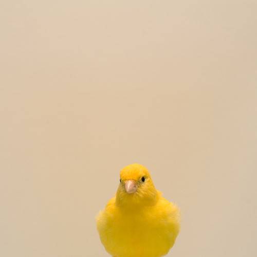 luke_stephens_yellow_canary1.jpg