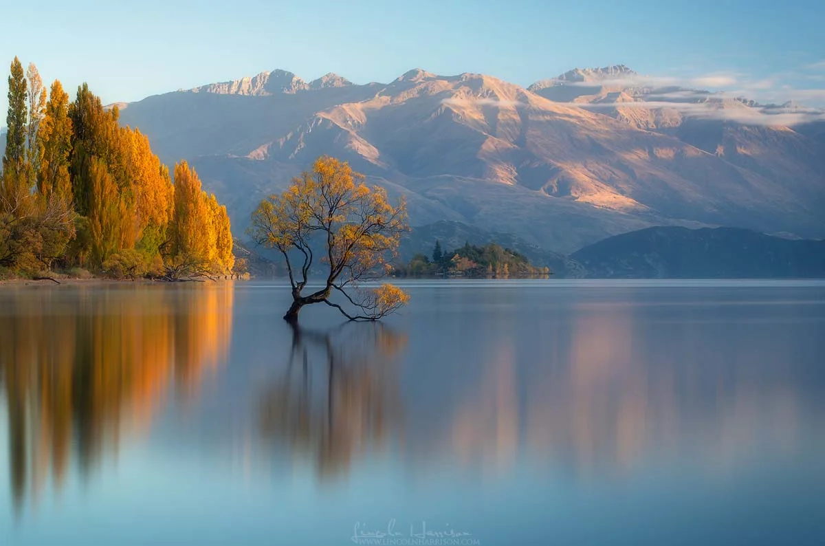 Wanaka Tree