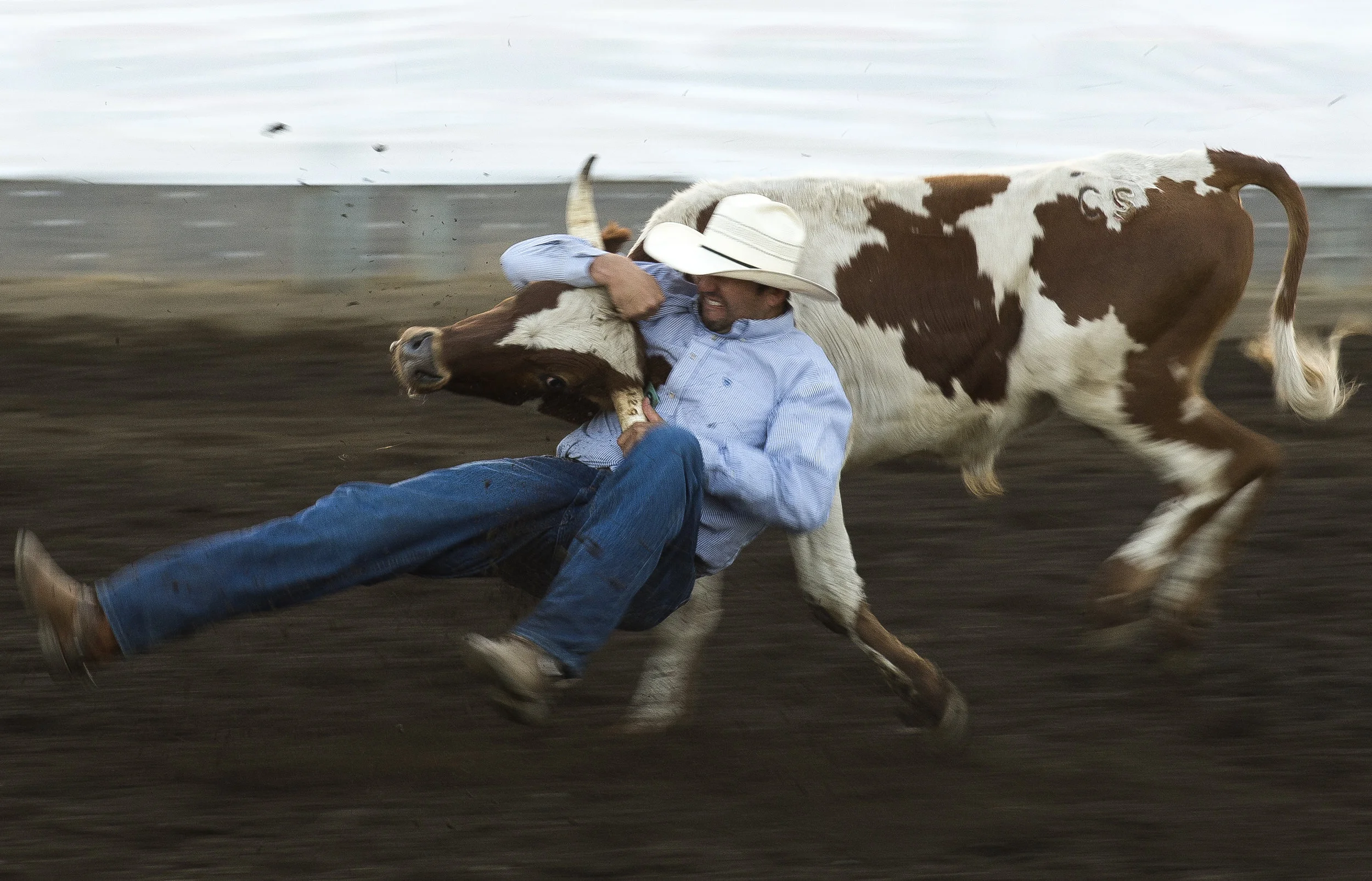  Jacob Stacy competes in the steer wrestling event at the Lynden PRCA Rodeo on Tuesday, Aug. 15, in Lynden. 