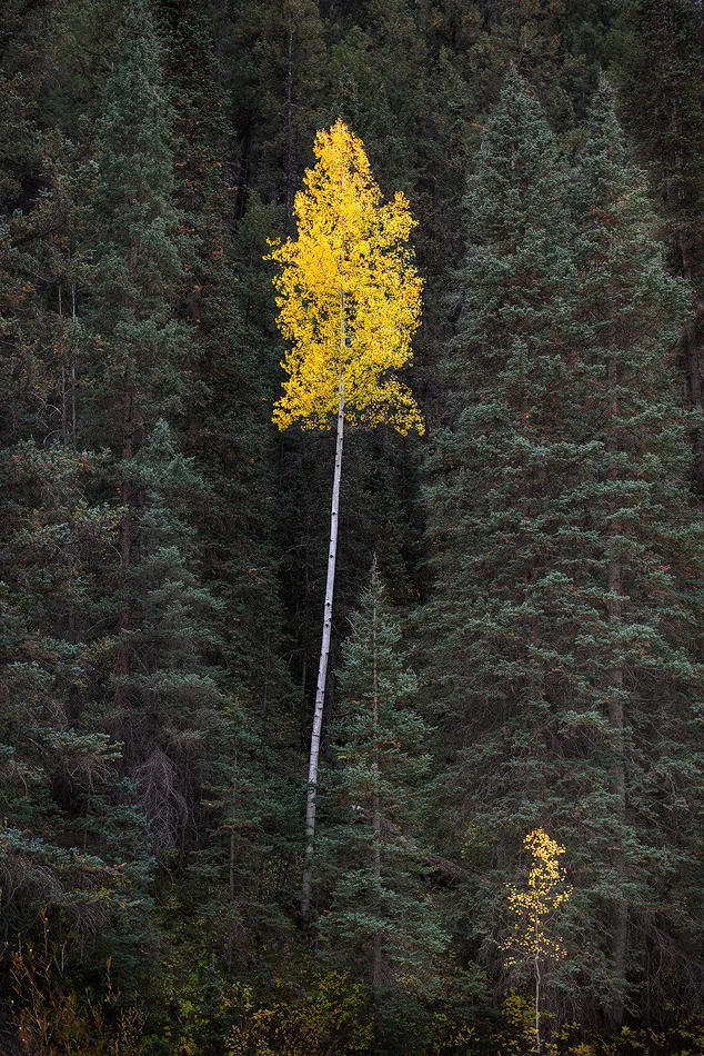 Lone Aspens