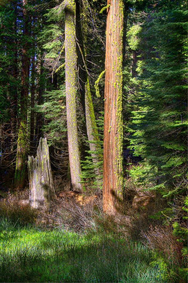 Sequoia Forest