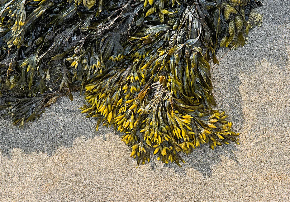 Kelp on sand