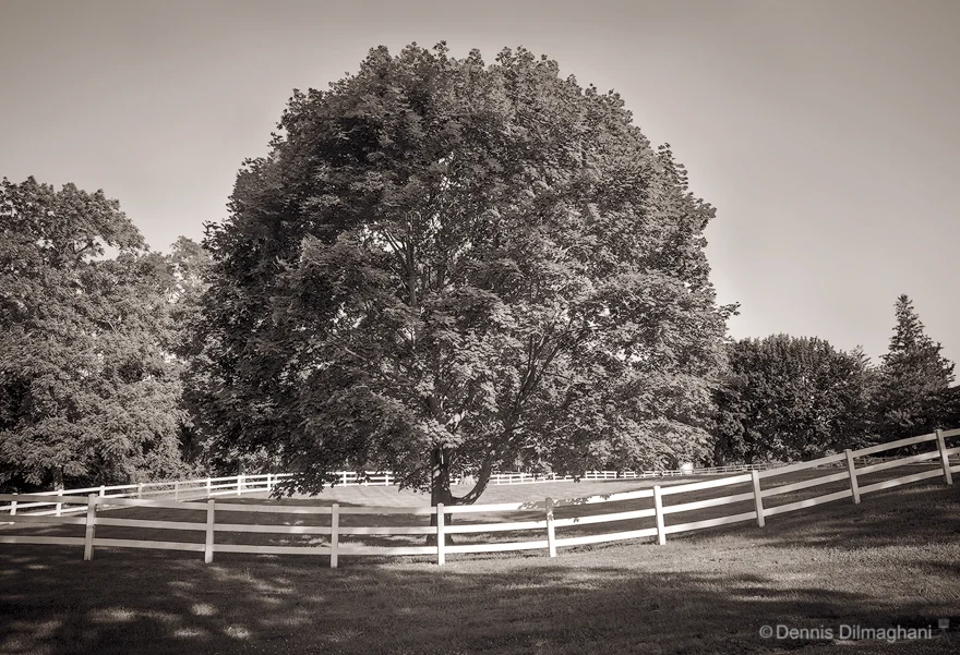 Tree & Fence