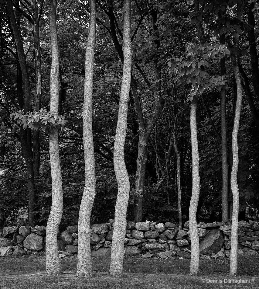 Dancing Trees, NY