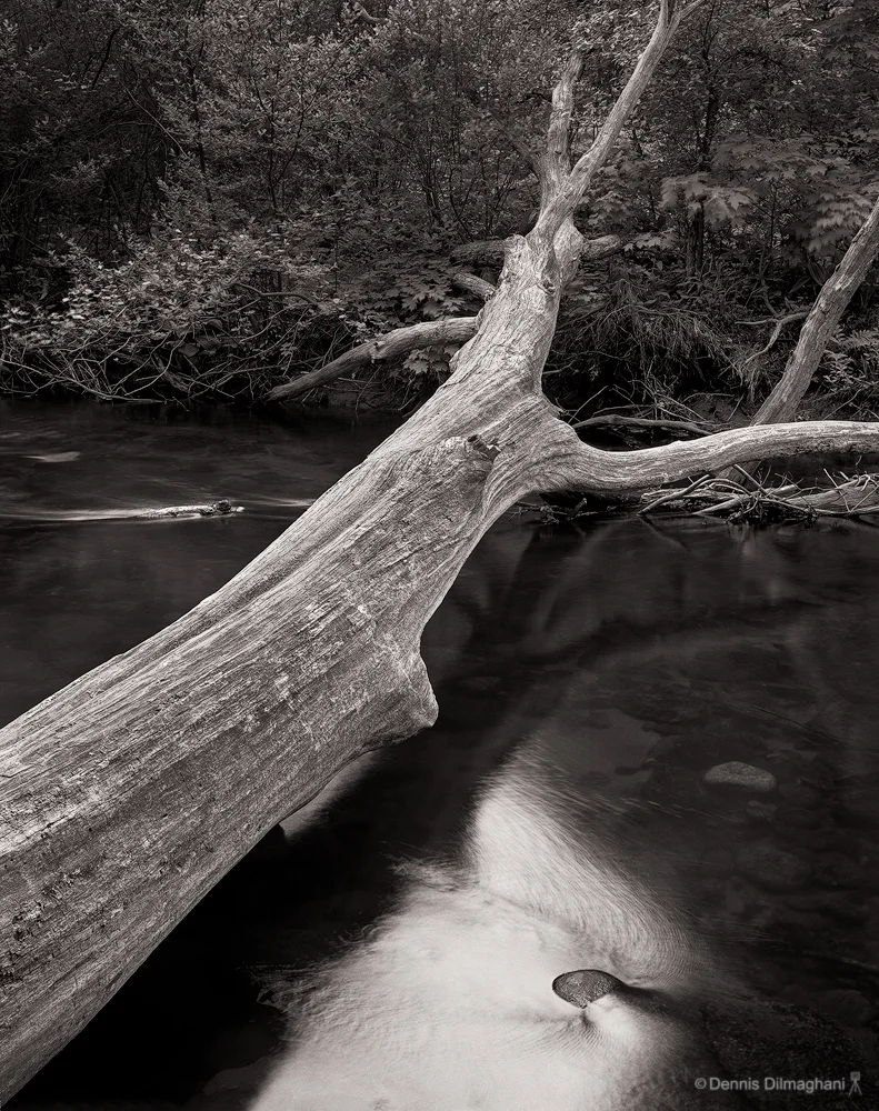 Fallen Tree, Stream,  CT