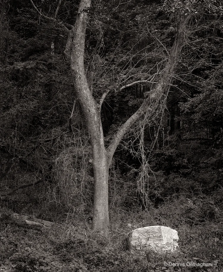 Tree & Rock, Greenwich, CT
