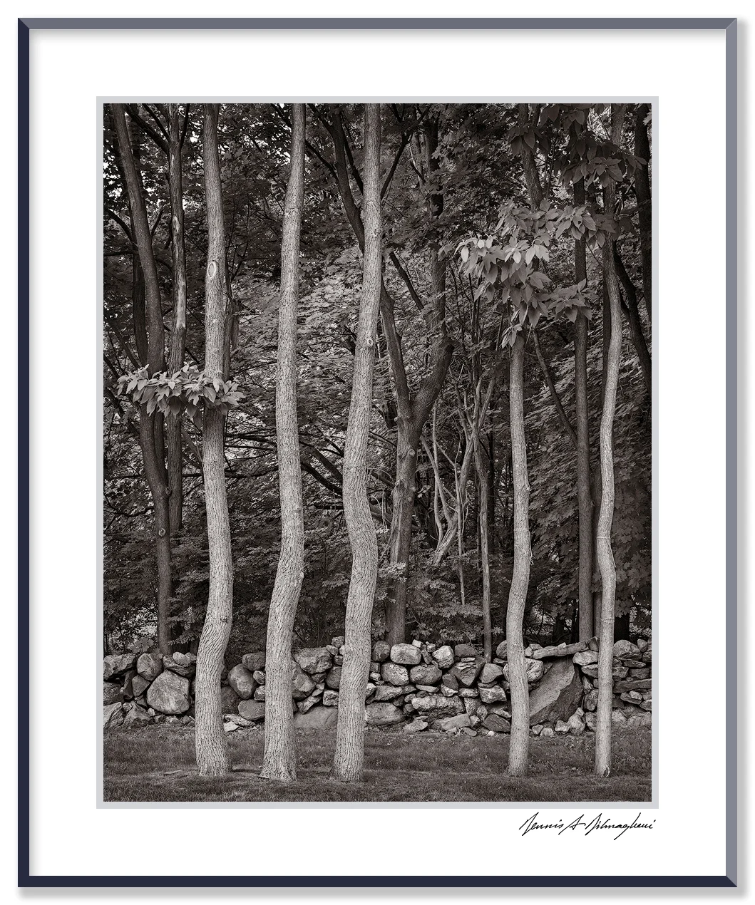 NY_PurchaseSUNY_WhiteTreeTrunks_A0000165_v4-6e_1000px-V-web-F.jpg