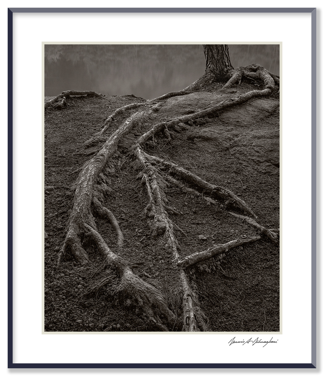 Creeping Tree Roots - Connecticut At the bank of the Connecticut River