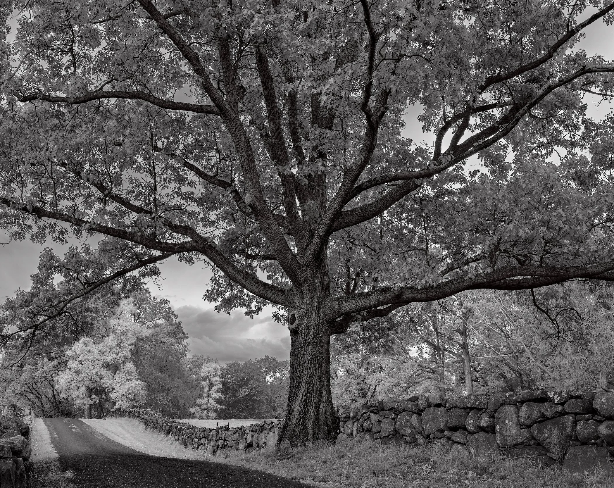 Tree in Rain