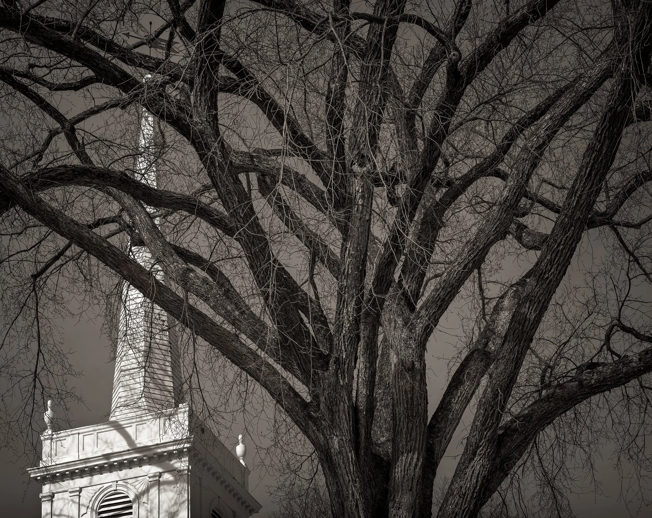 Dilmaghani-Dennis_Tree&Steeple.jpg