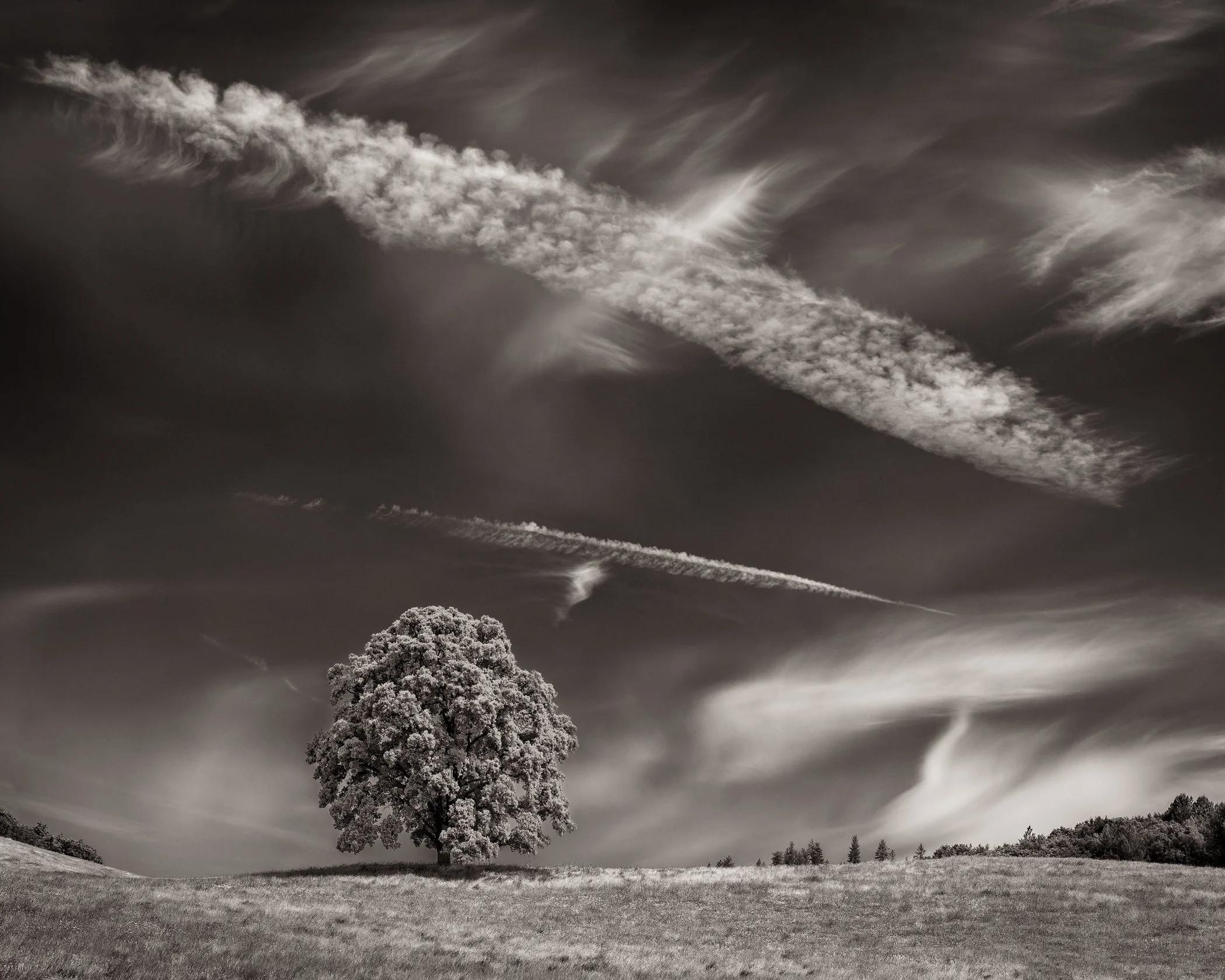 Dilmaghani-Dennis_Tree&PaintbrushSky.jpg