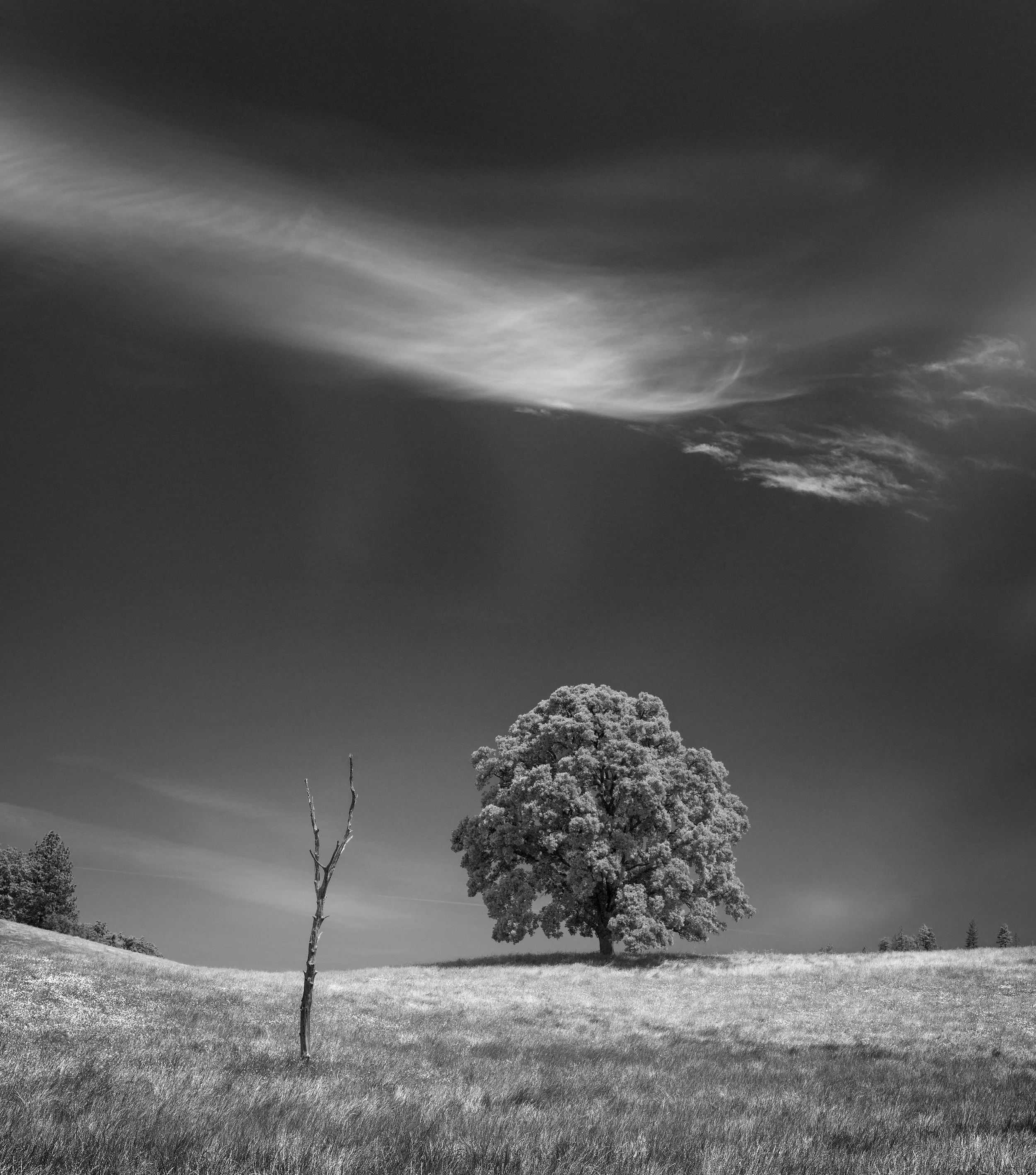 CA_Sutter_Tree_A4487977crop_3000x2645.jpg