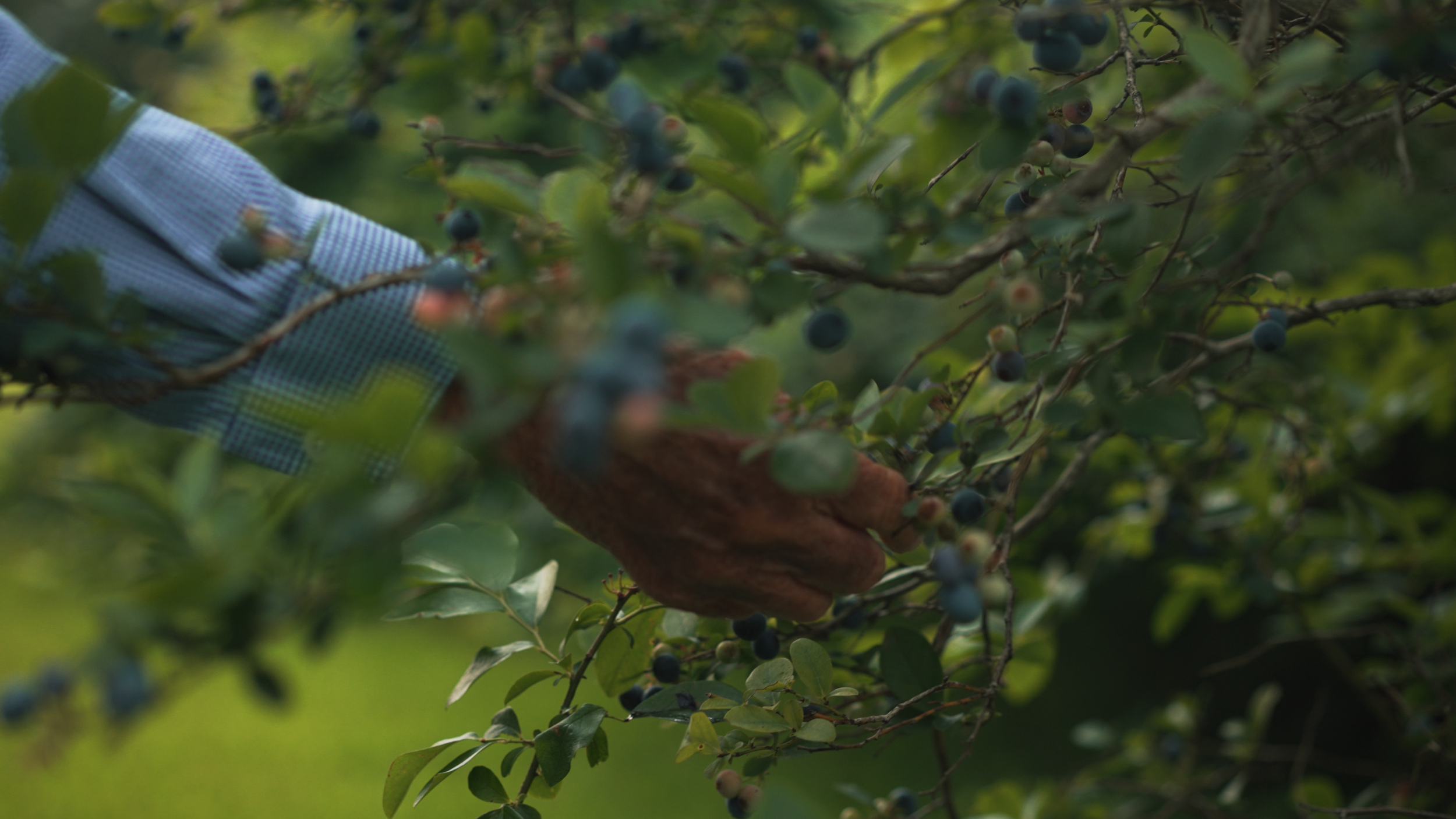 Blueberries.png