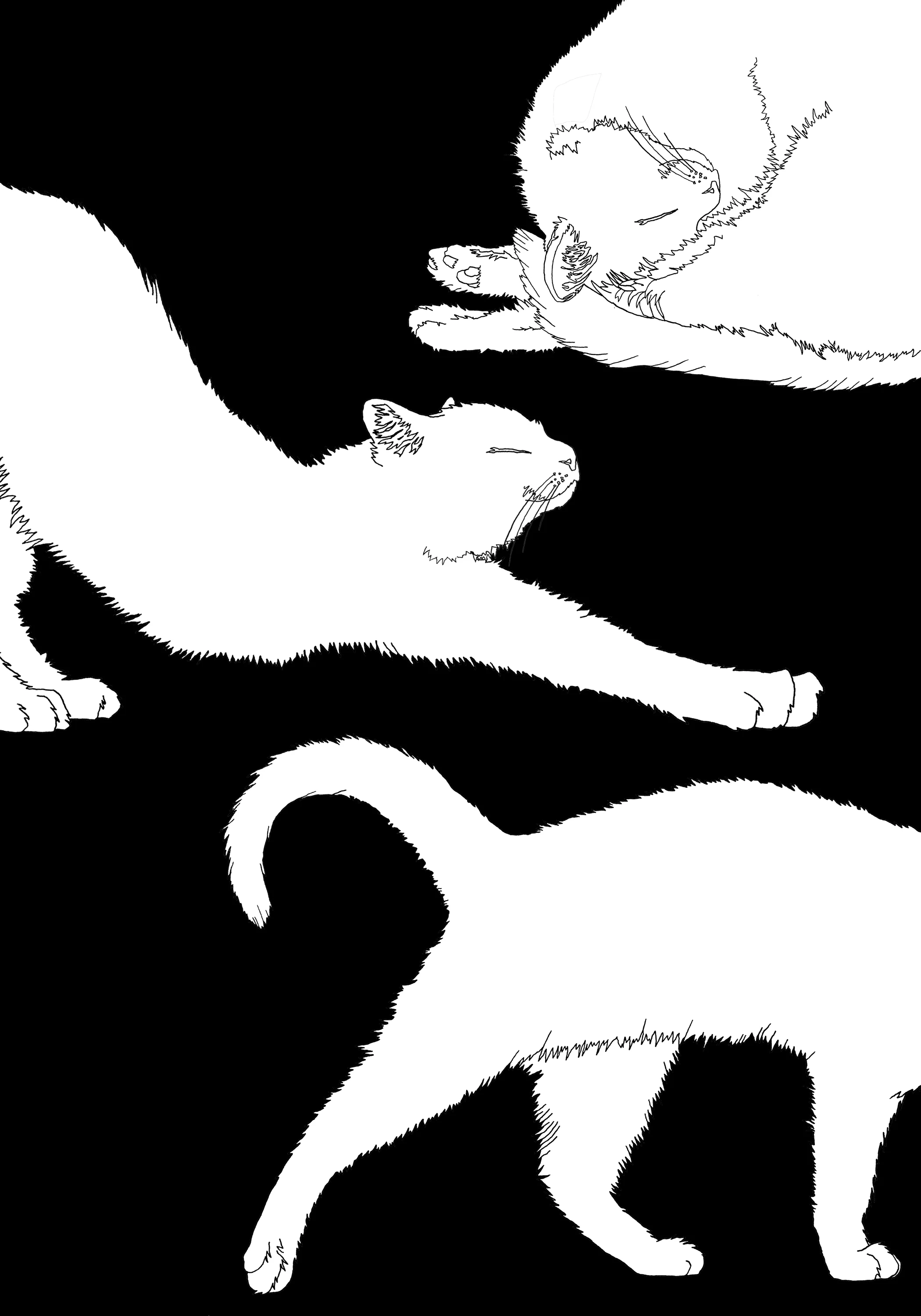 Cats.jpg
