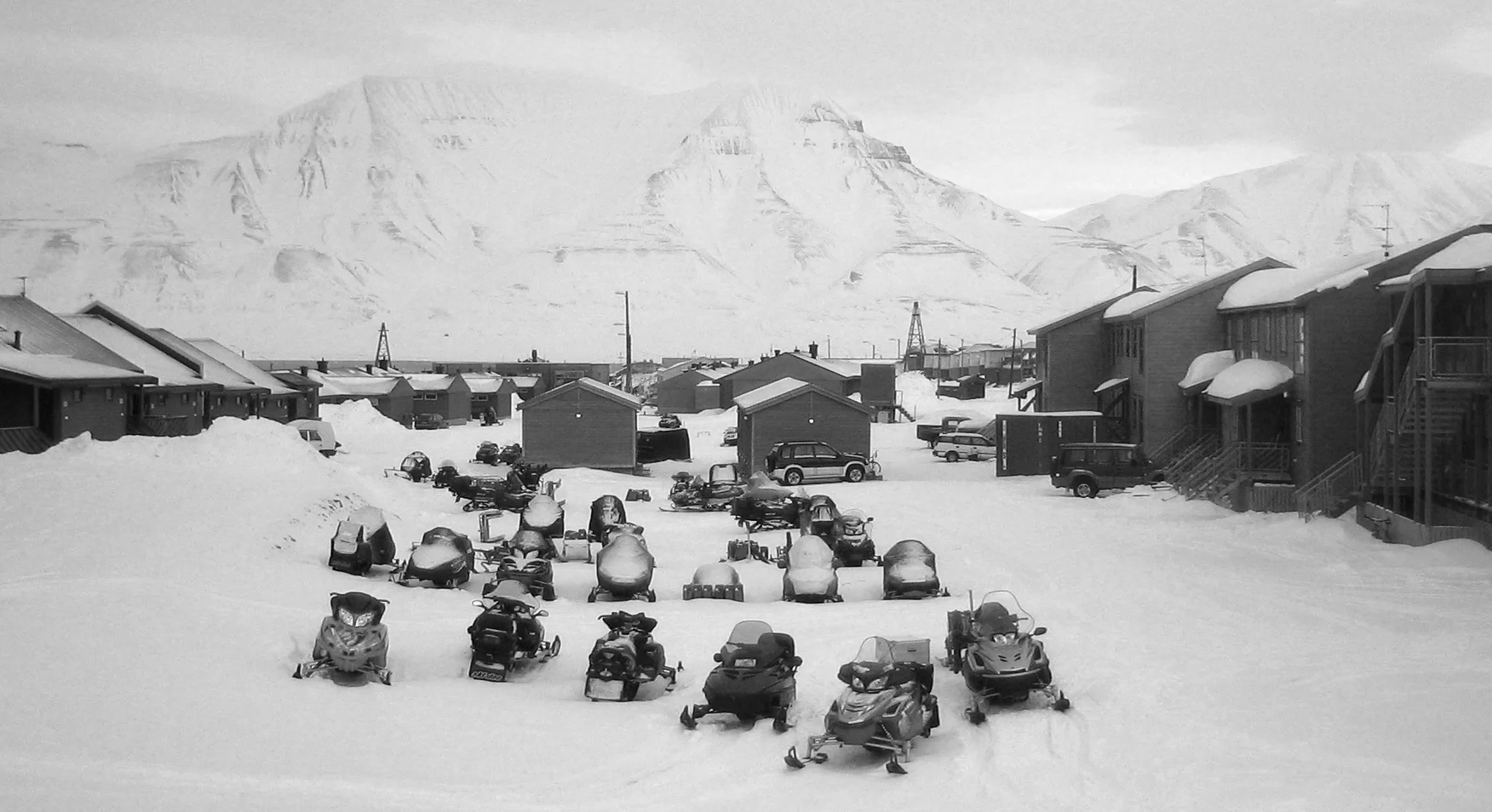 Snøskutere i flokk. Foto: Schwarz Weiss / Wikimedia Commons.
