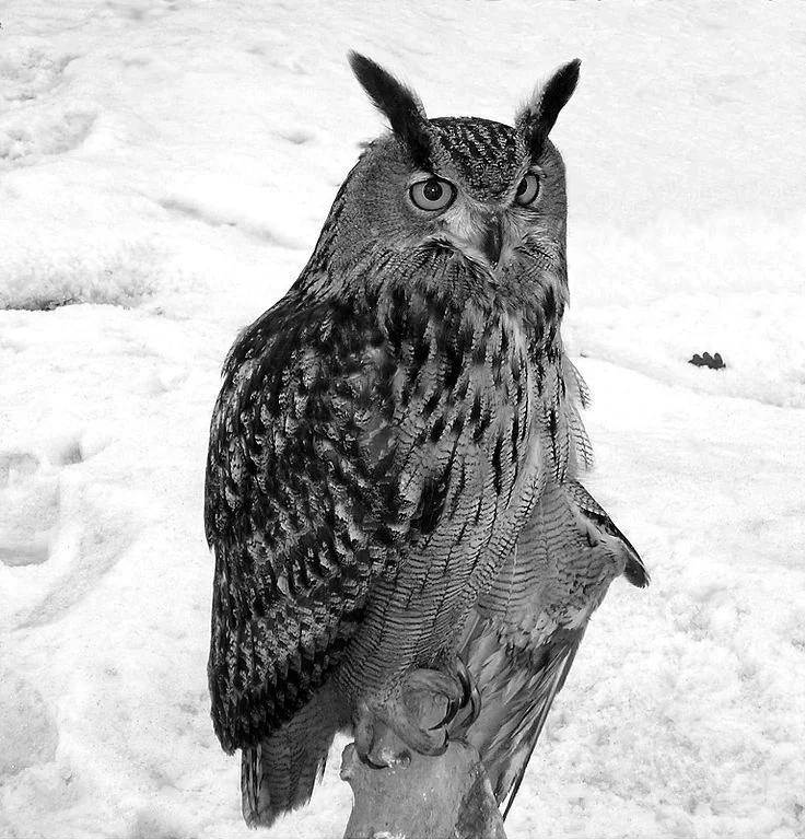 Det er uvisst om denne krabaten framleis skal vega tungt i planprosessar. Foto: Kamil, Wikimedia Commons.