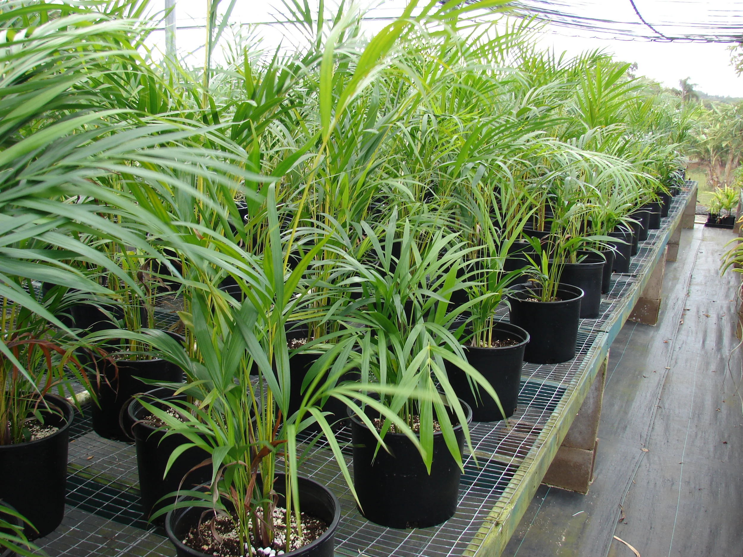 Areakapalme (Chrysolidocorpus Lutescens) foto: Forest & Kim Starr CC BY 3.0 via Wikimedia 
