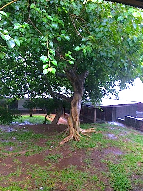 På veien gjennom den hellige skogen kan man skue om lag 115 ulike trearter, i hovedsak banyantrær; trær hvor luftrøtter fra sidegreiner vokser ned til jorda og utvikles til pillarer som videre hjelper til med å holde greinene oppe (2). Foto: Stine Ingjer Eriksen
