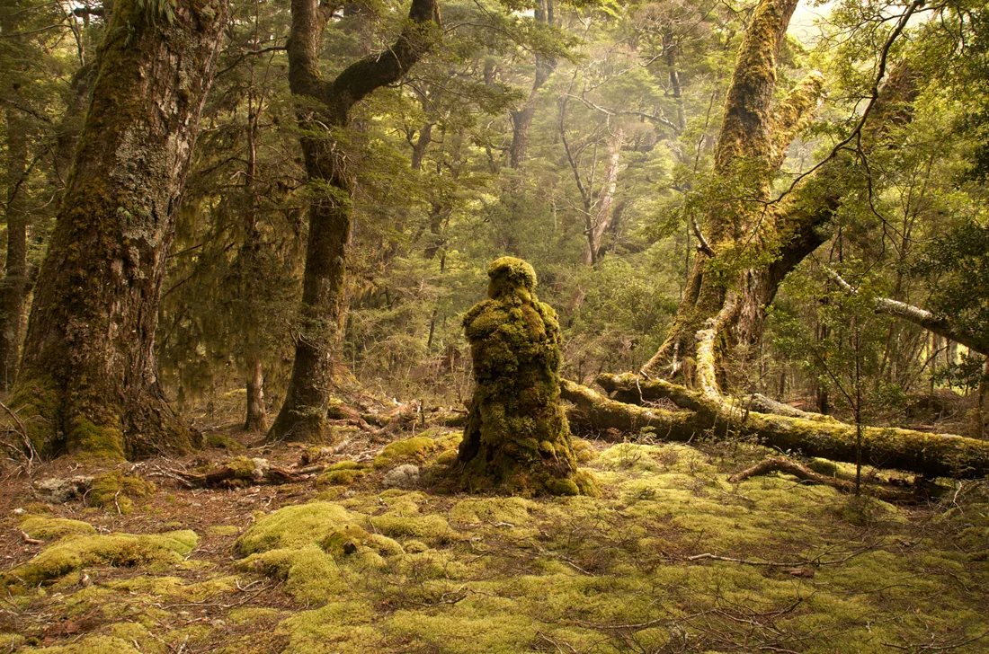 Title: Rain-Forest Guardian