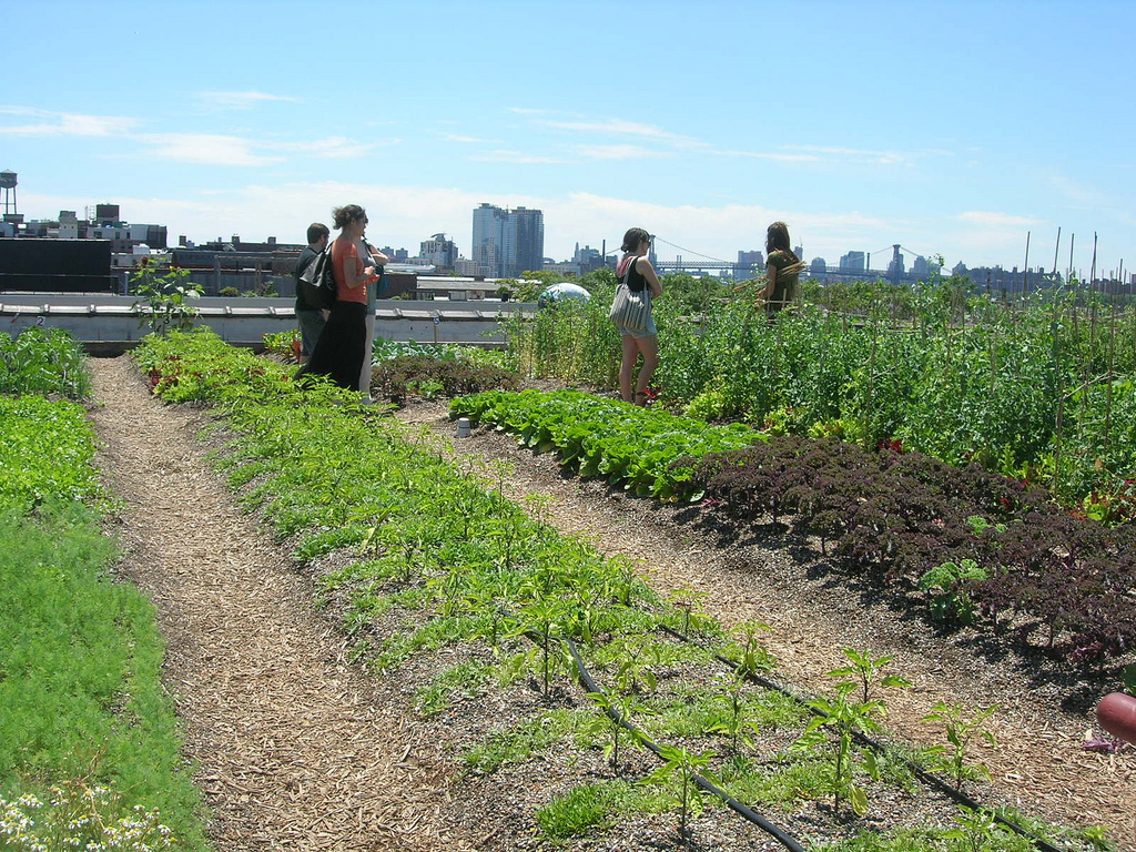 De fleste planter kan dyrkes fram på tak. Her fra Brooklyn Grange i New York. Foto: Julie, flickr.