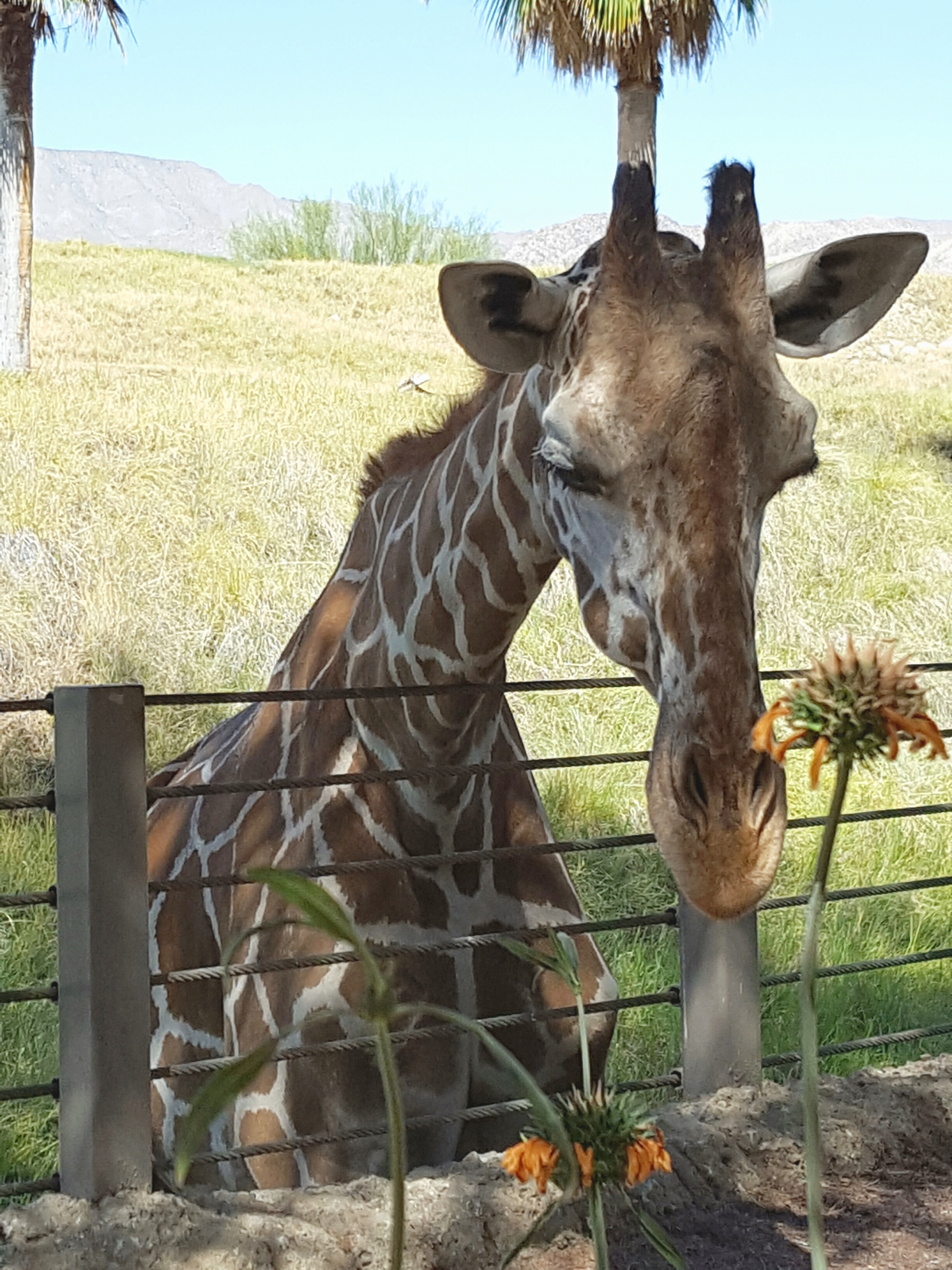 Feeding time for the giraffes.