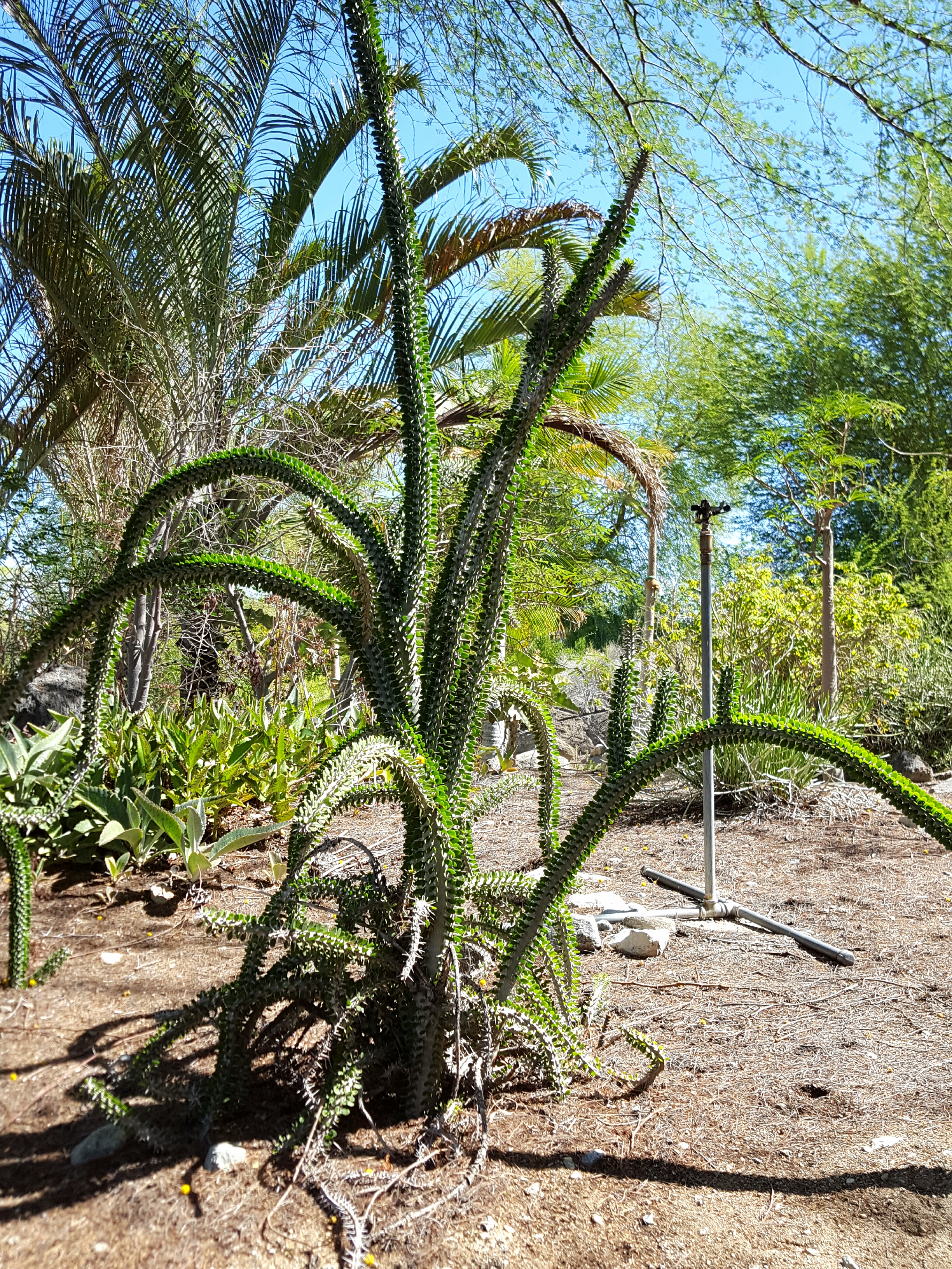 The Ocotillo plant doesn't know what boundary issues are. It flourishes in the desert sun.