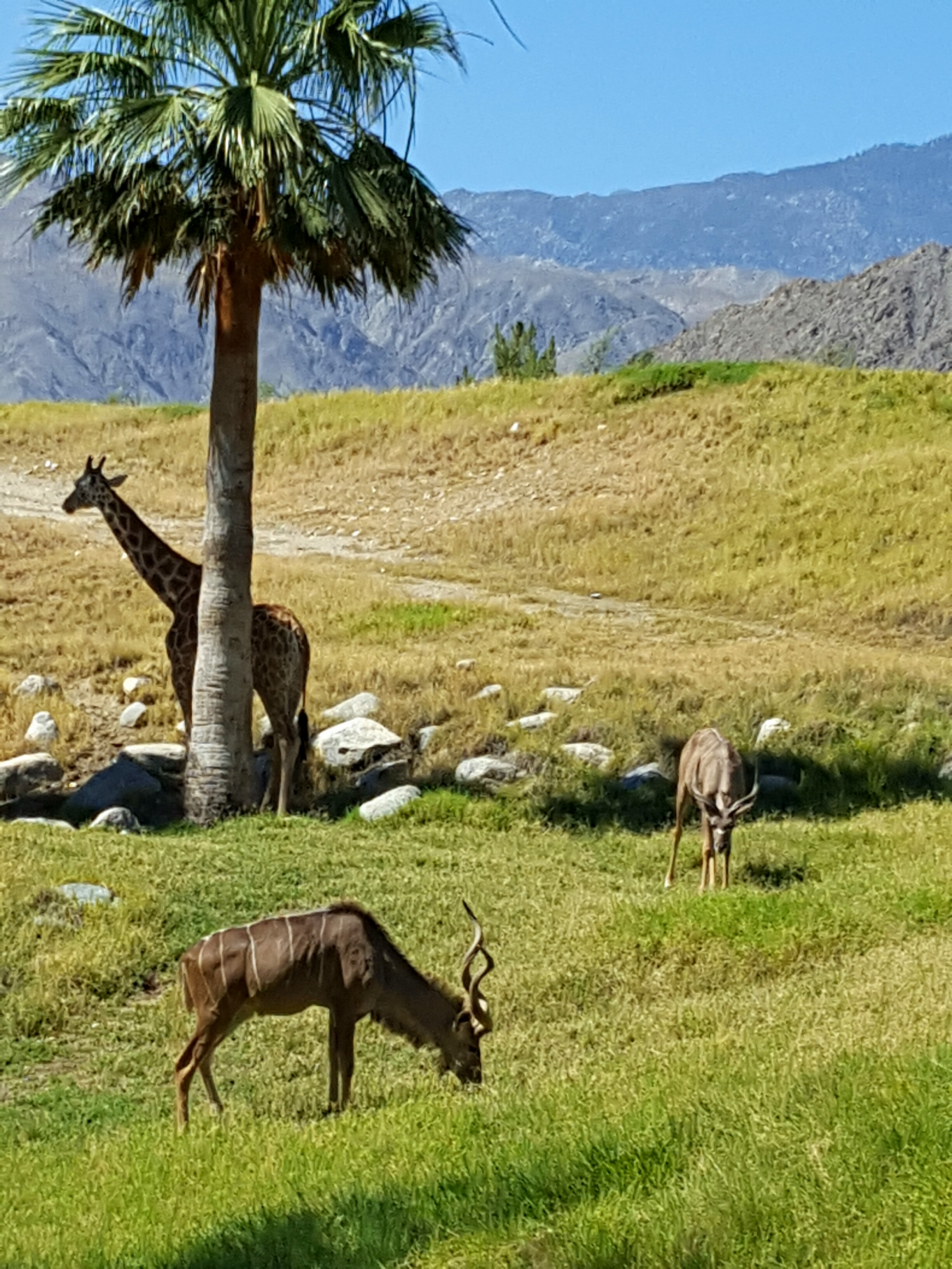 A quick scan of the grounds shows just how expansive The Living Desert really is.
