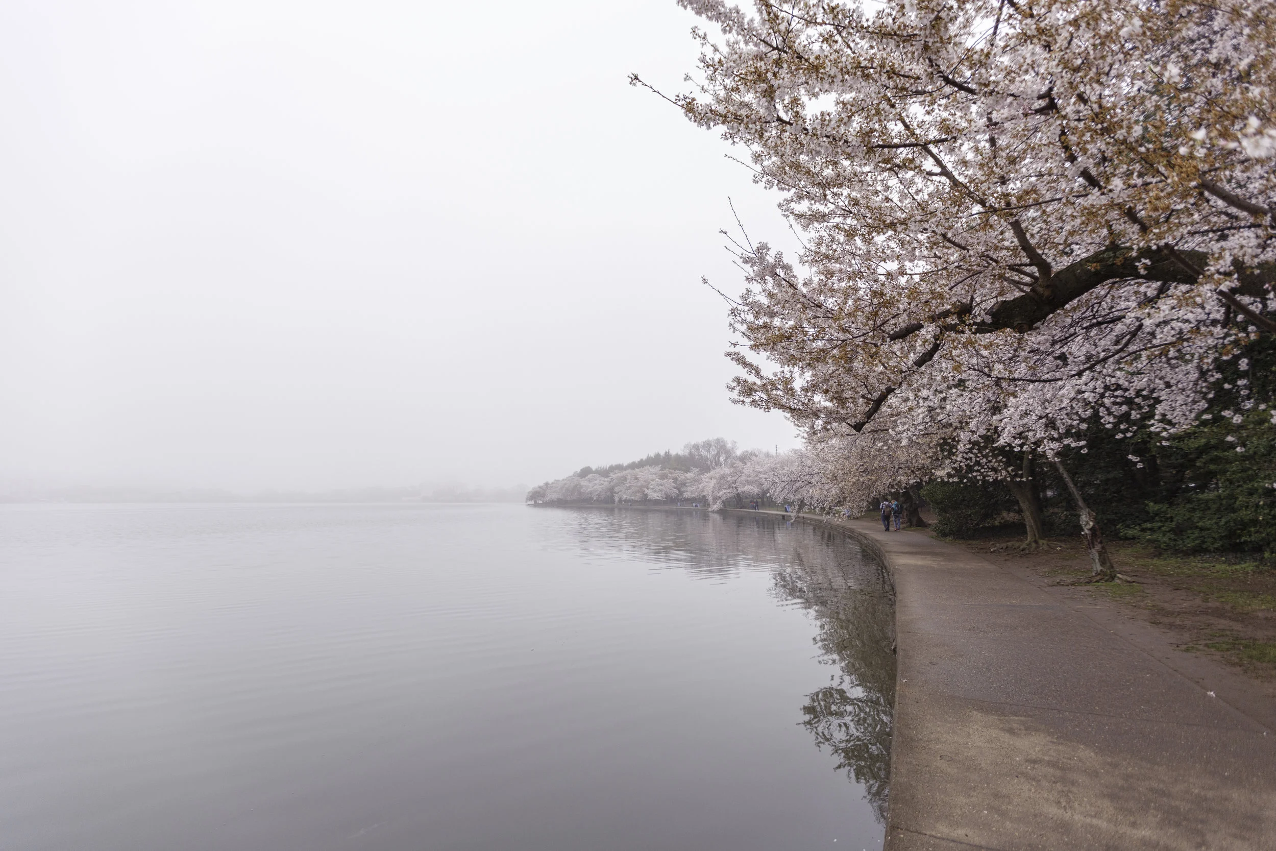 The Thick Fog Descending, Obscuring All Views 