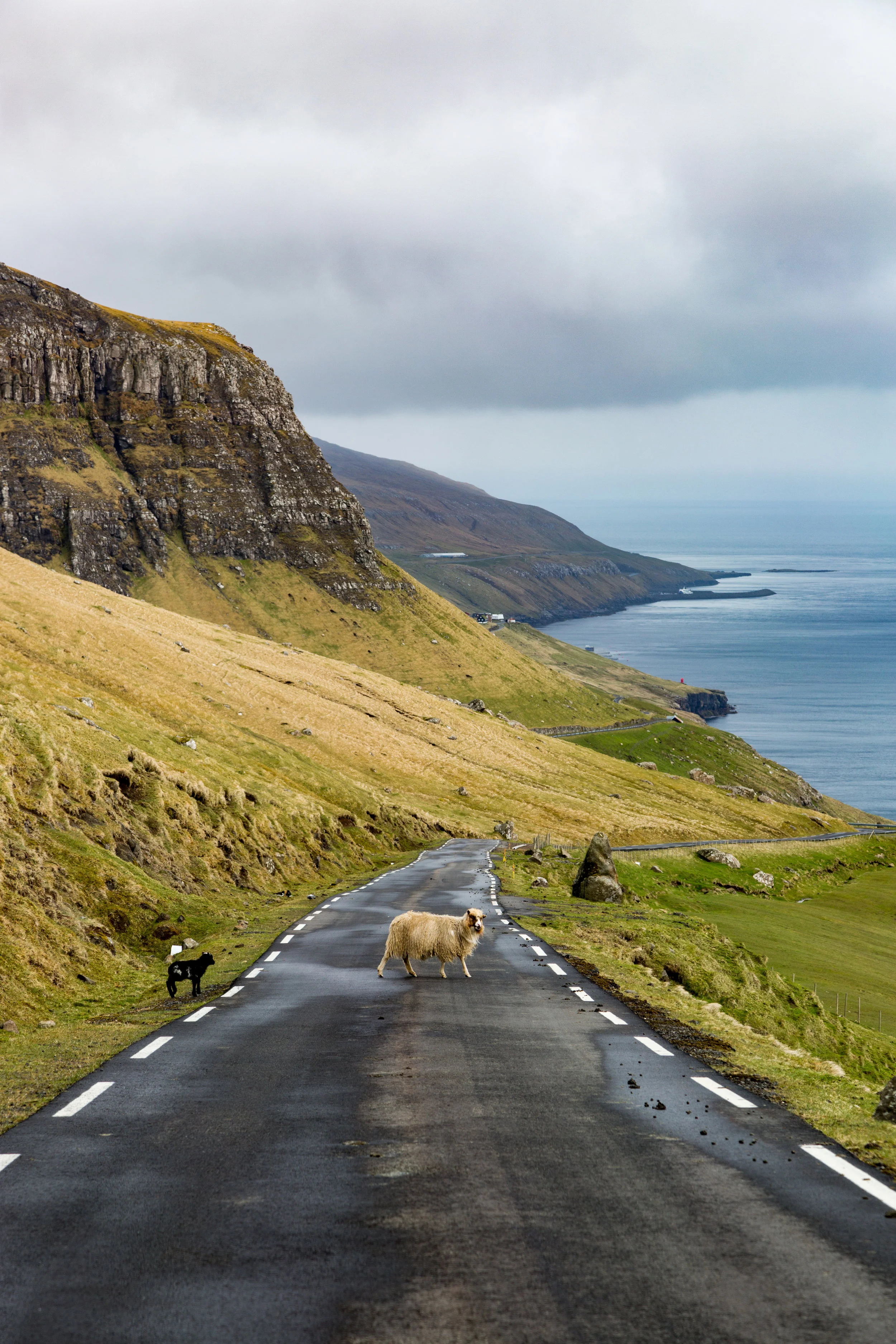 Sheep on the roads in the Faroe Islands last May. 