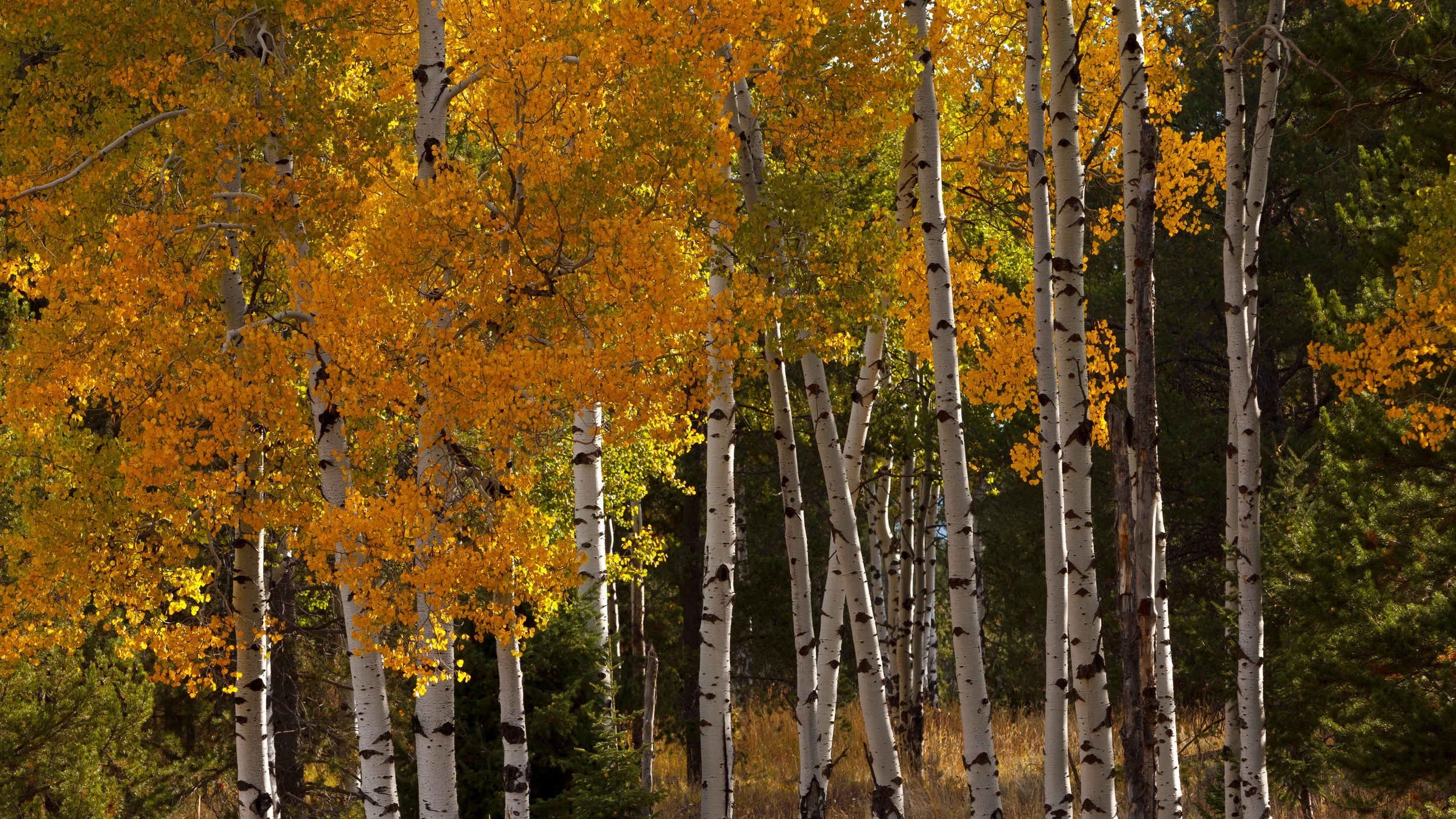 Aspens with their fall colors