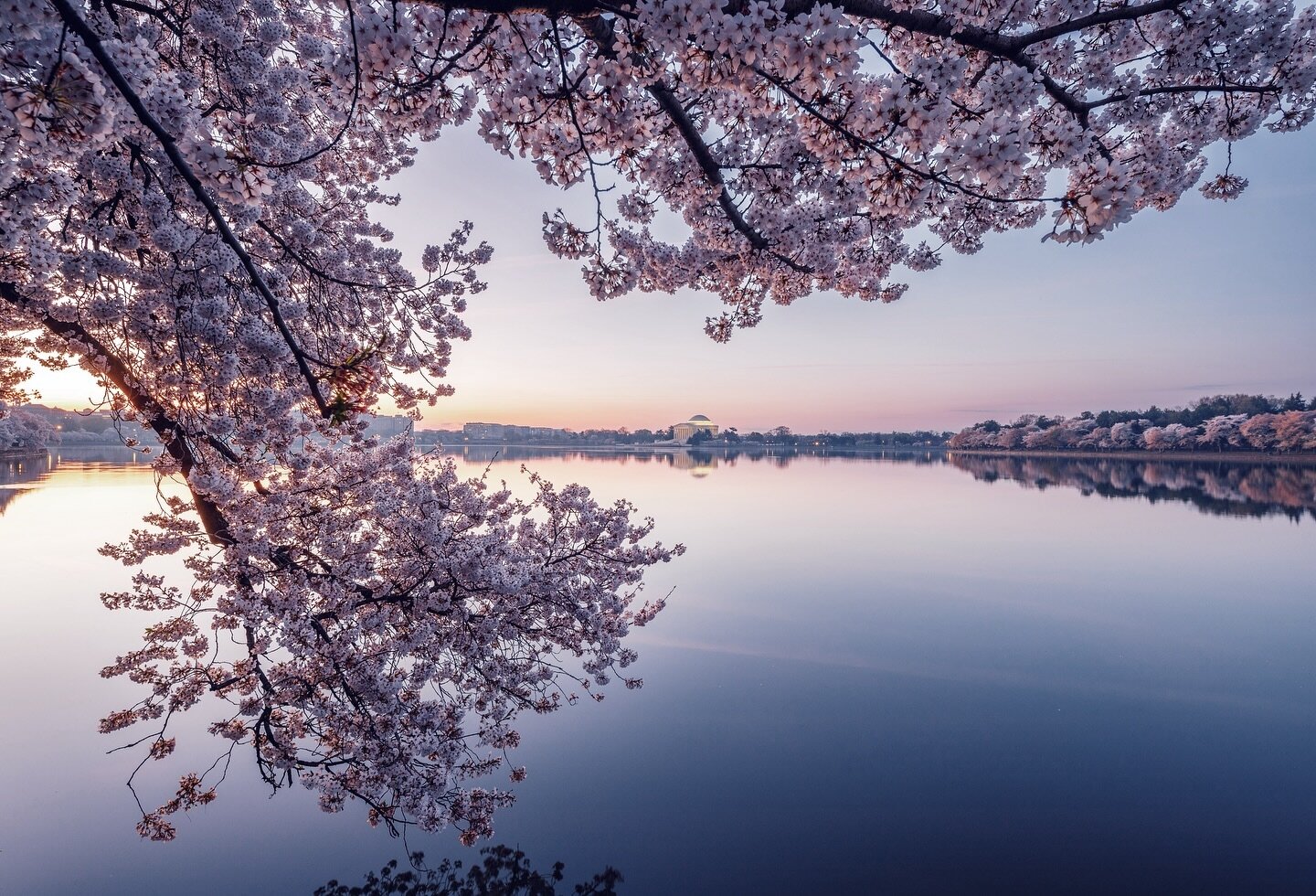 It&rsquo;s been the longest Cherry Blossom bloom I&rsquo;ve experienced. Peak Bloom lasted for over 11 days and there are still chances to see the trees in all their glory!
.
.
.
.
.
#acreativedc #bythings #capitalweather #dcchasers #dcitystyle #dcto