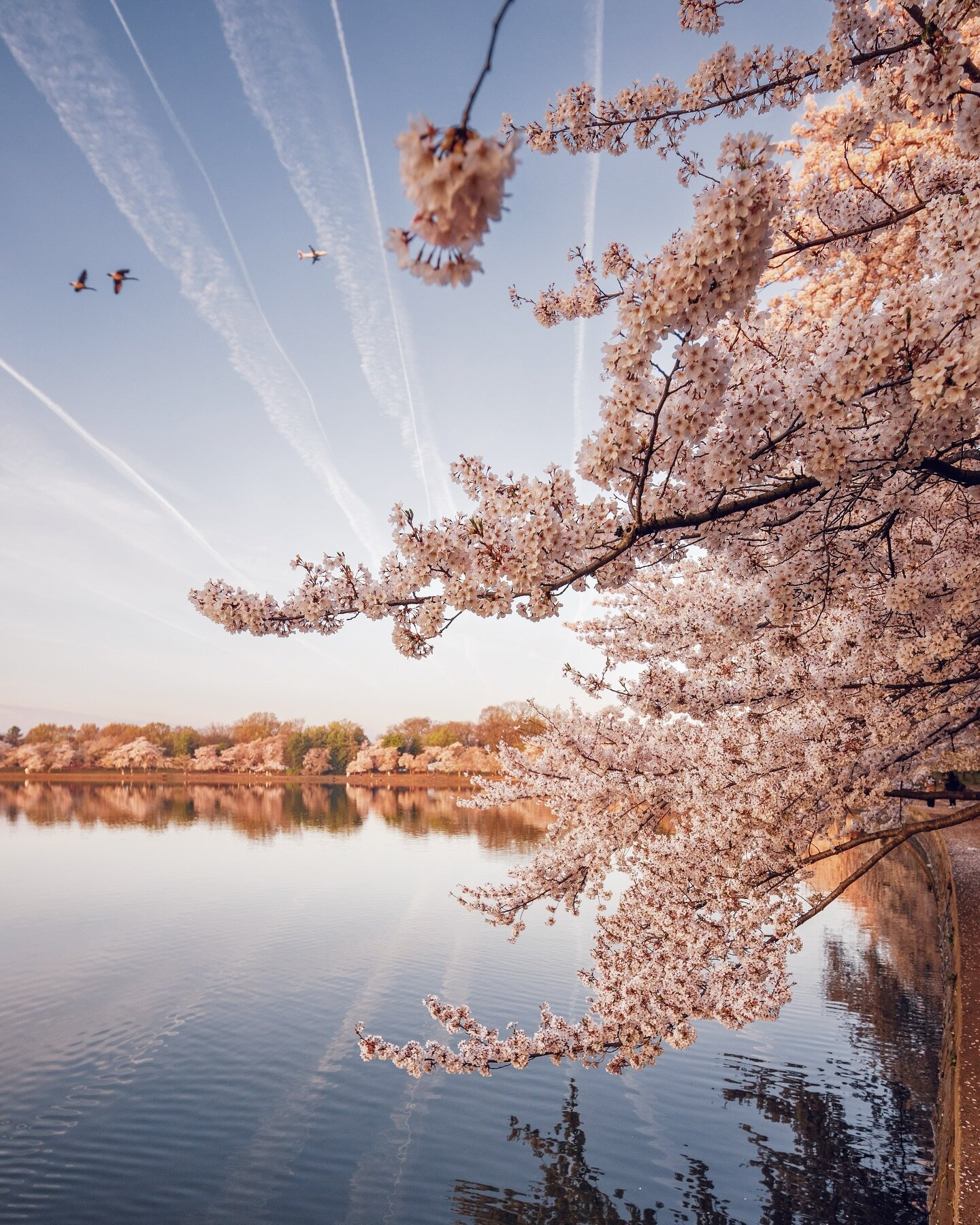 Every so often, man and nature cooperate to make something beautiful ✈️🦆🦆.
.
.
.
.
.
#acreativedc #bythings #capitalweather #dcchasers #dcitystyle #dctography #districtcamera #exposeddc #fstoppers #ig_northamerica #ig_unitedstates #ig_unitedstates_