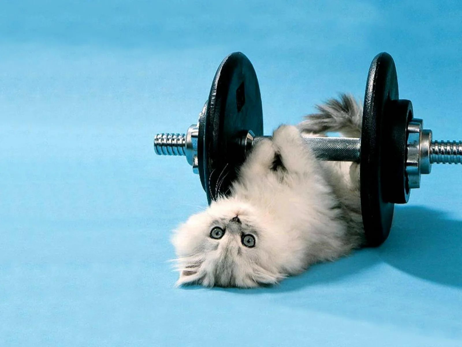 Funny-Kitten-Lifting-Weights.jpg