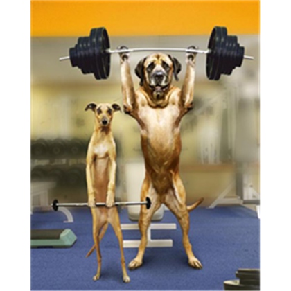 dog lifting weights with spotter.jpg