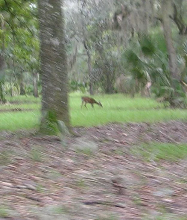 A Deer Eating.jpg