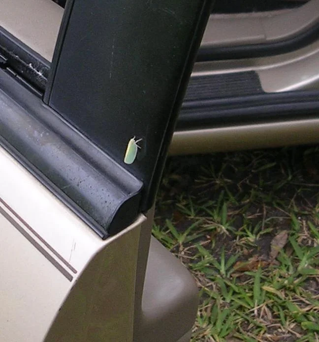 Leaf bug on my car.jpg