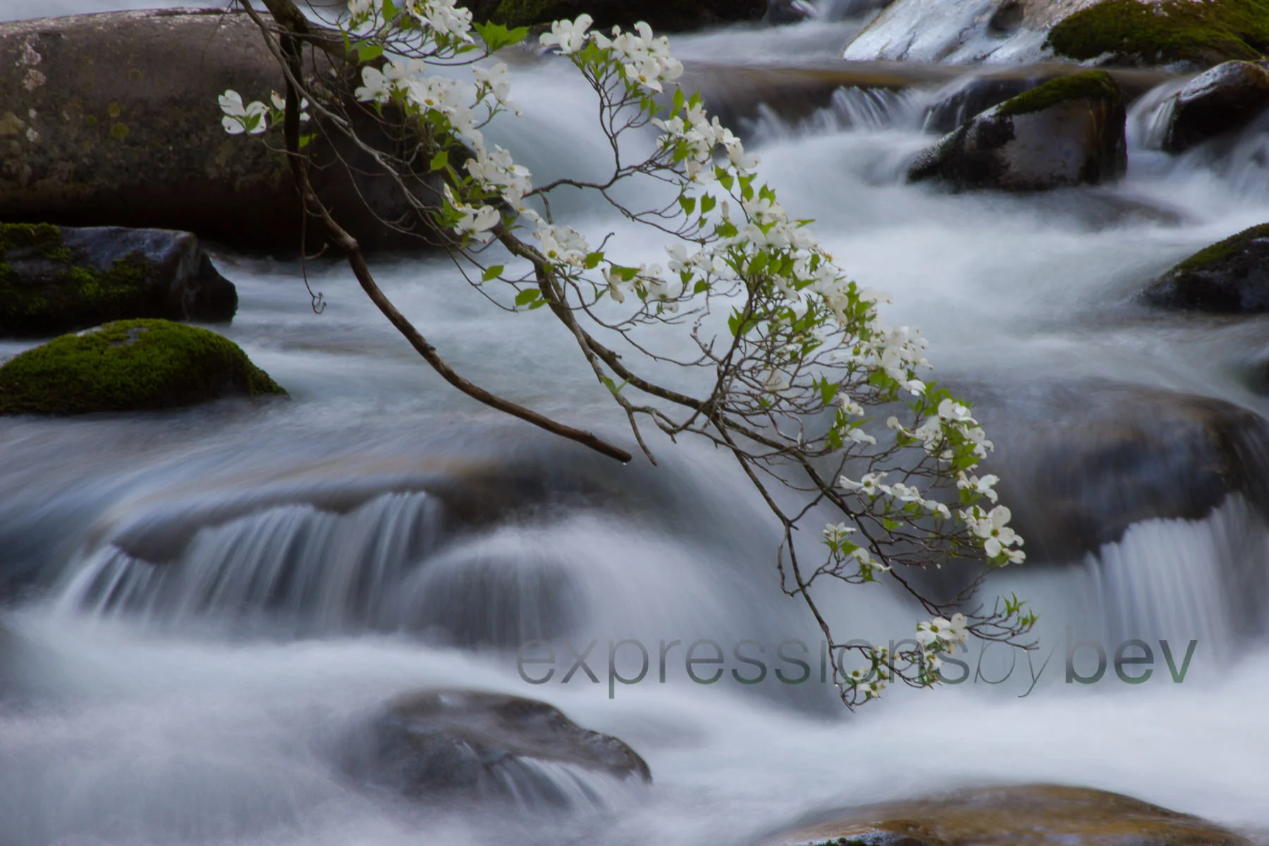 Dogwoods over River in Tremont - Smoky Mountains