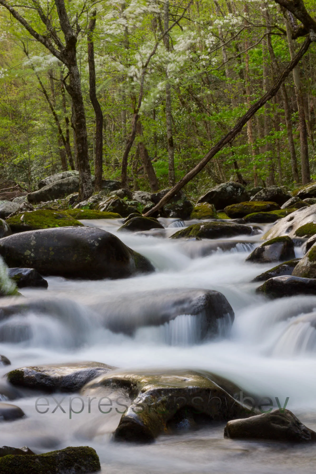 Stream in Tremont with dogwoods in the background