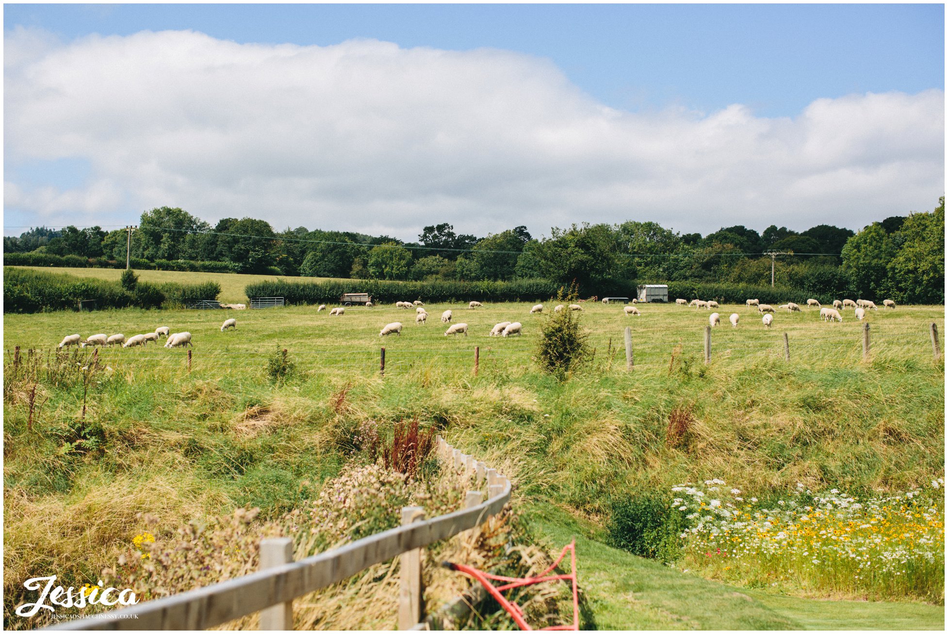 Sheep in the fields surrounding Tower Hill Barns wedding venue in North Wales