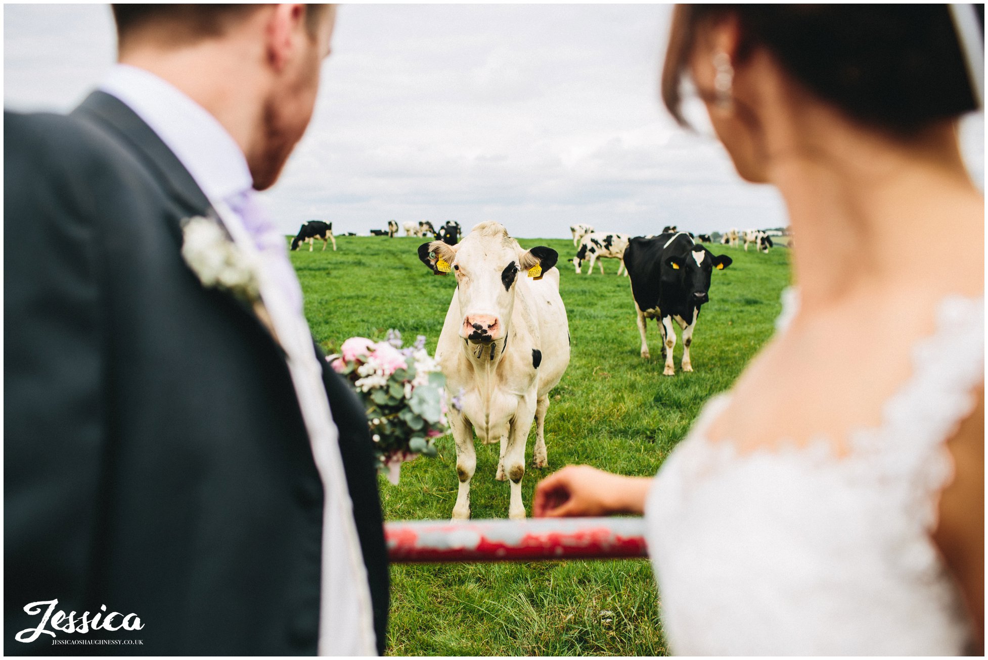 bride & groom have photo with cows at their wedding in cumbria