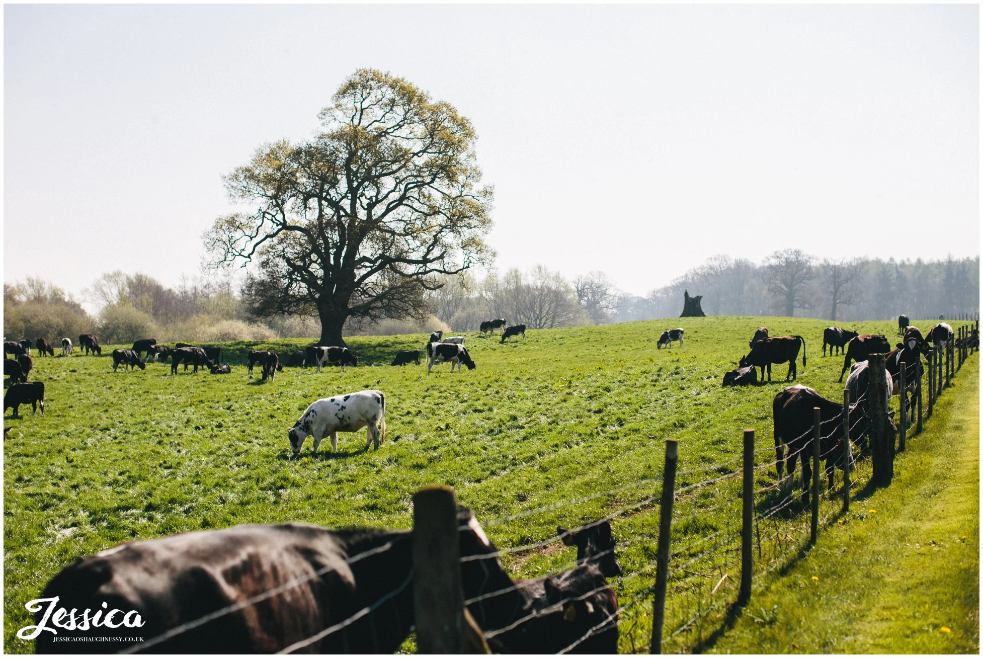 Cows in the field surrounding the driveway of Combermere Abbey in Shrophire
