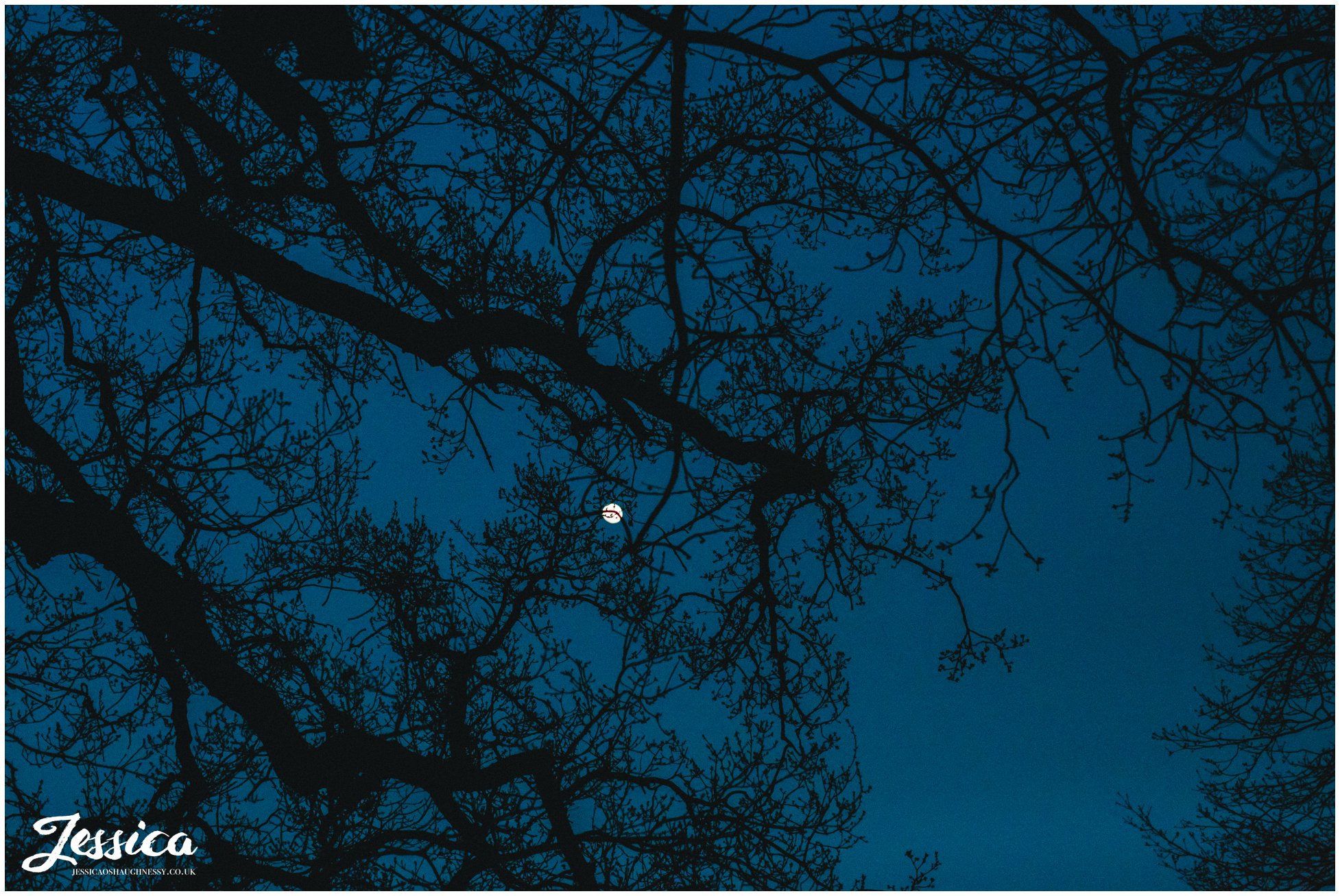 full moon through the tree's at the end of a wedding at Combermere Abbey in shropshire