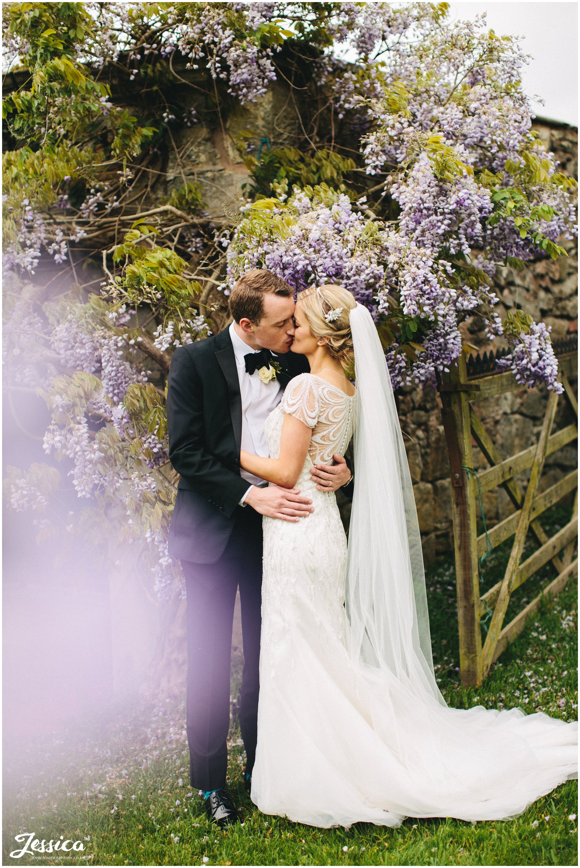 newly wed's surrounded by whisteria on their wedding day at Trevor Hall