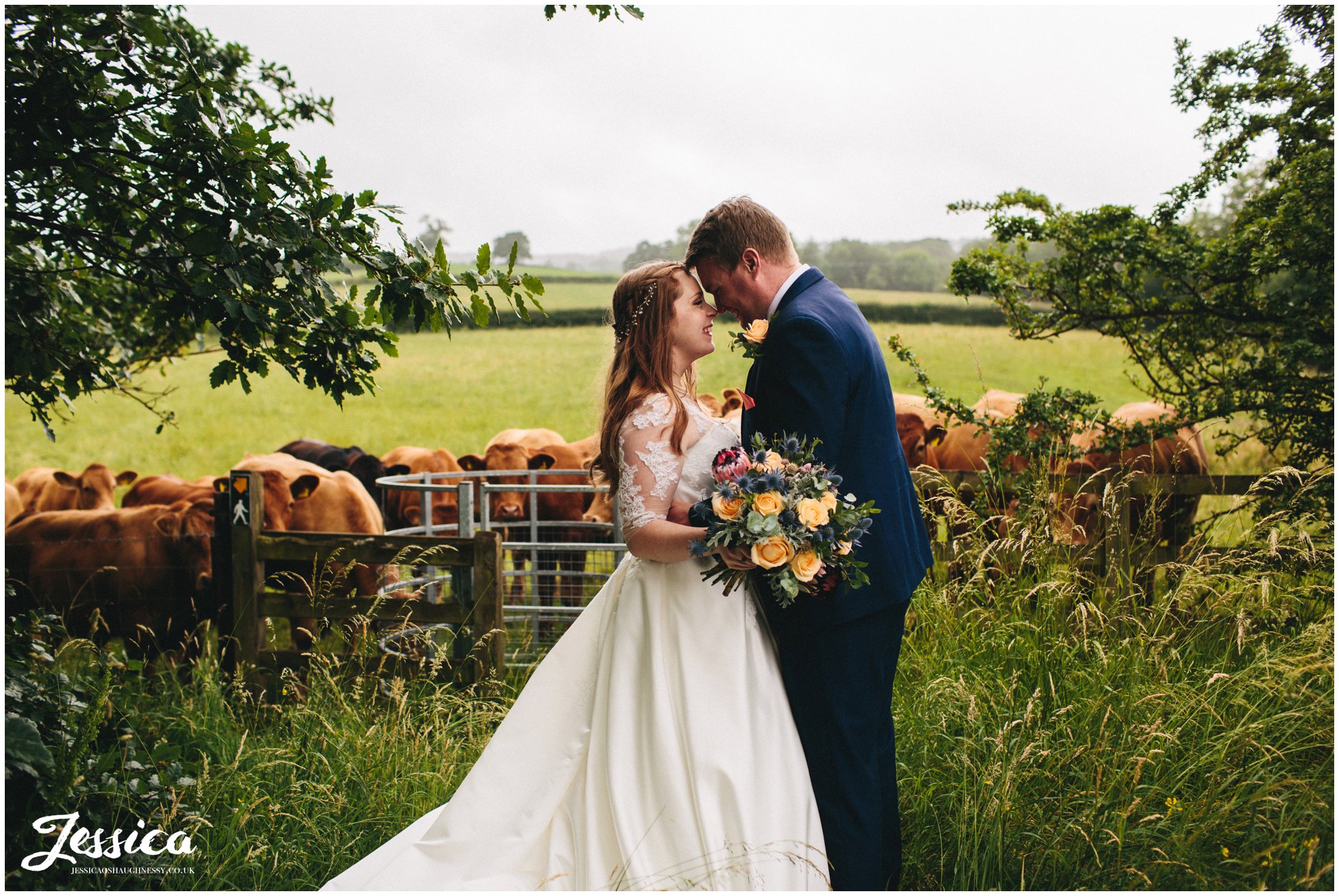 newly wed's kiss in front of cows - tower hill barns