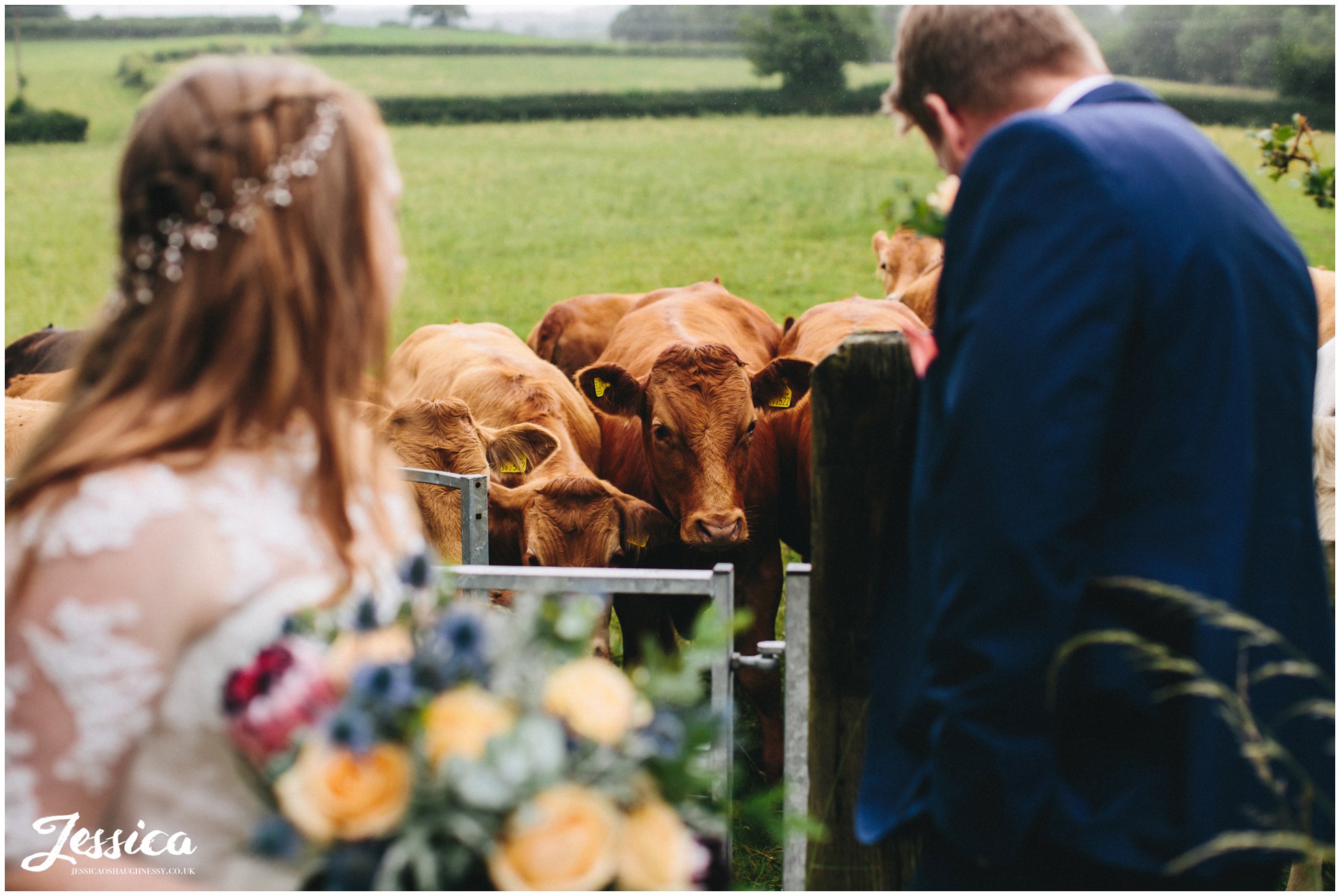 young cows approach couple during their photographs
