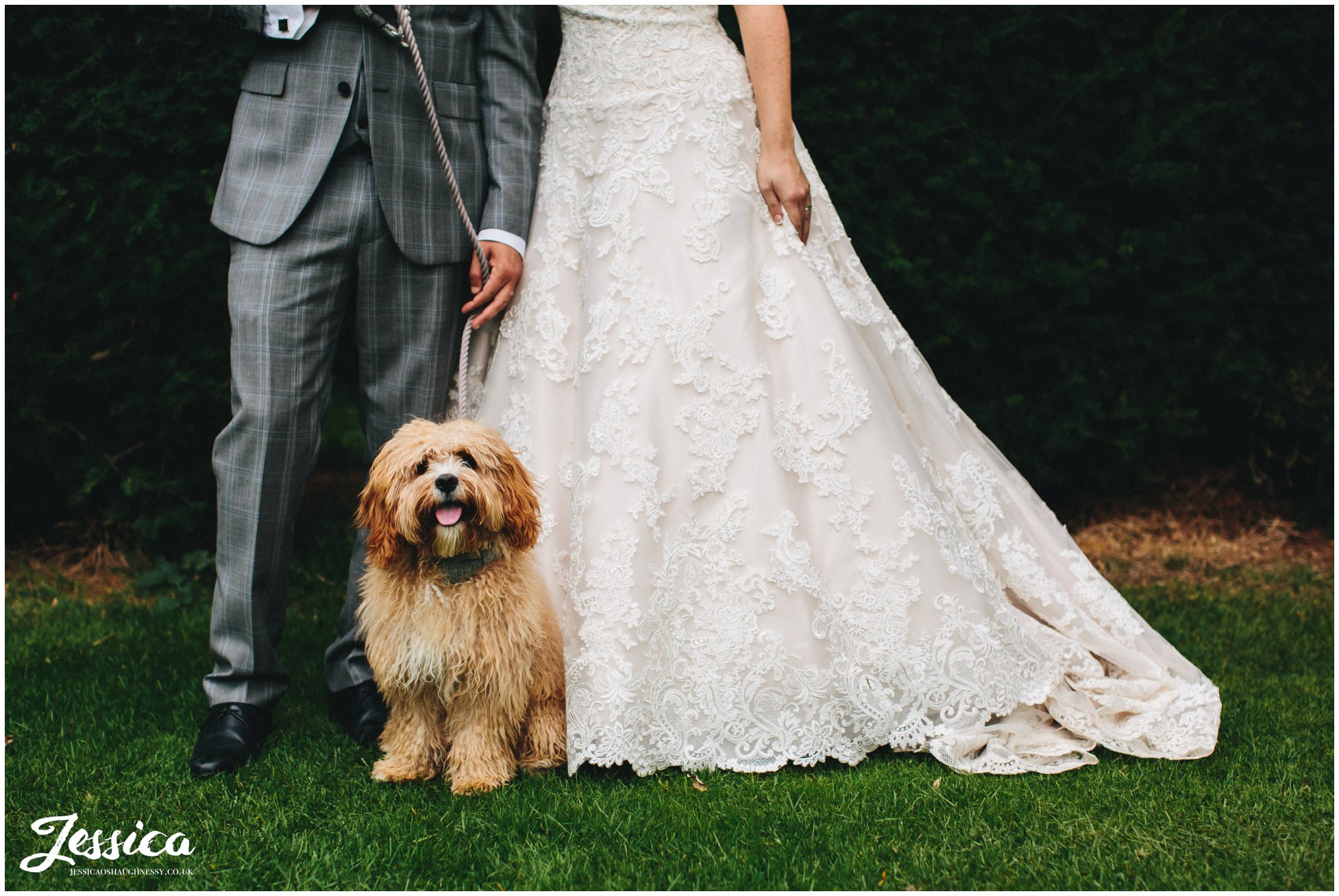 close up of dog stood in front of bride & groom